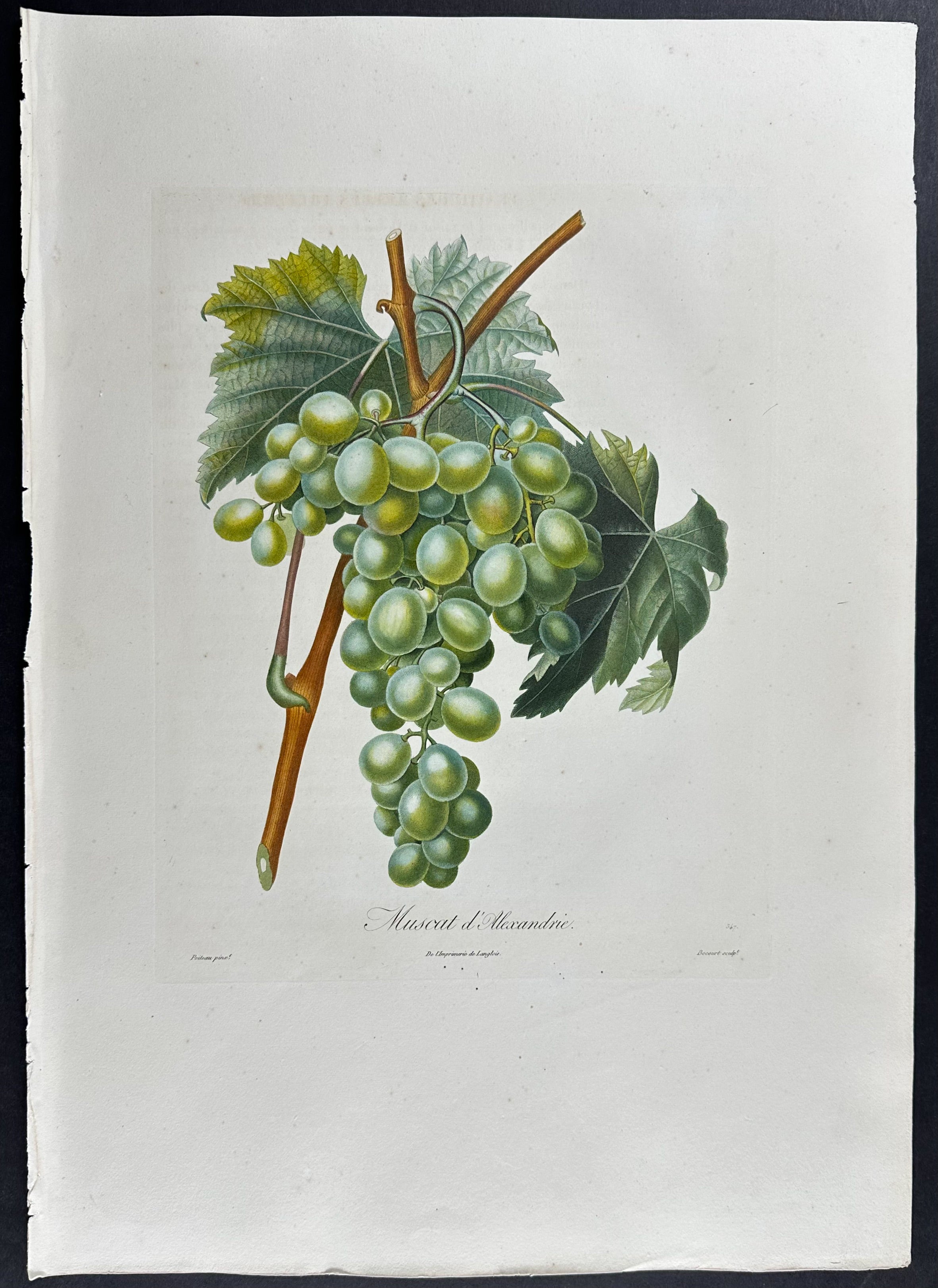 Grapes
