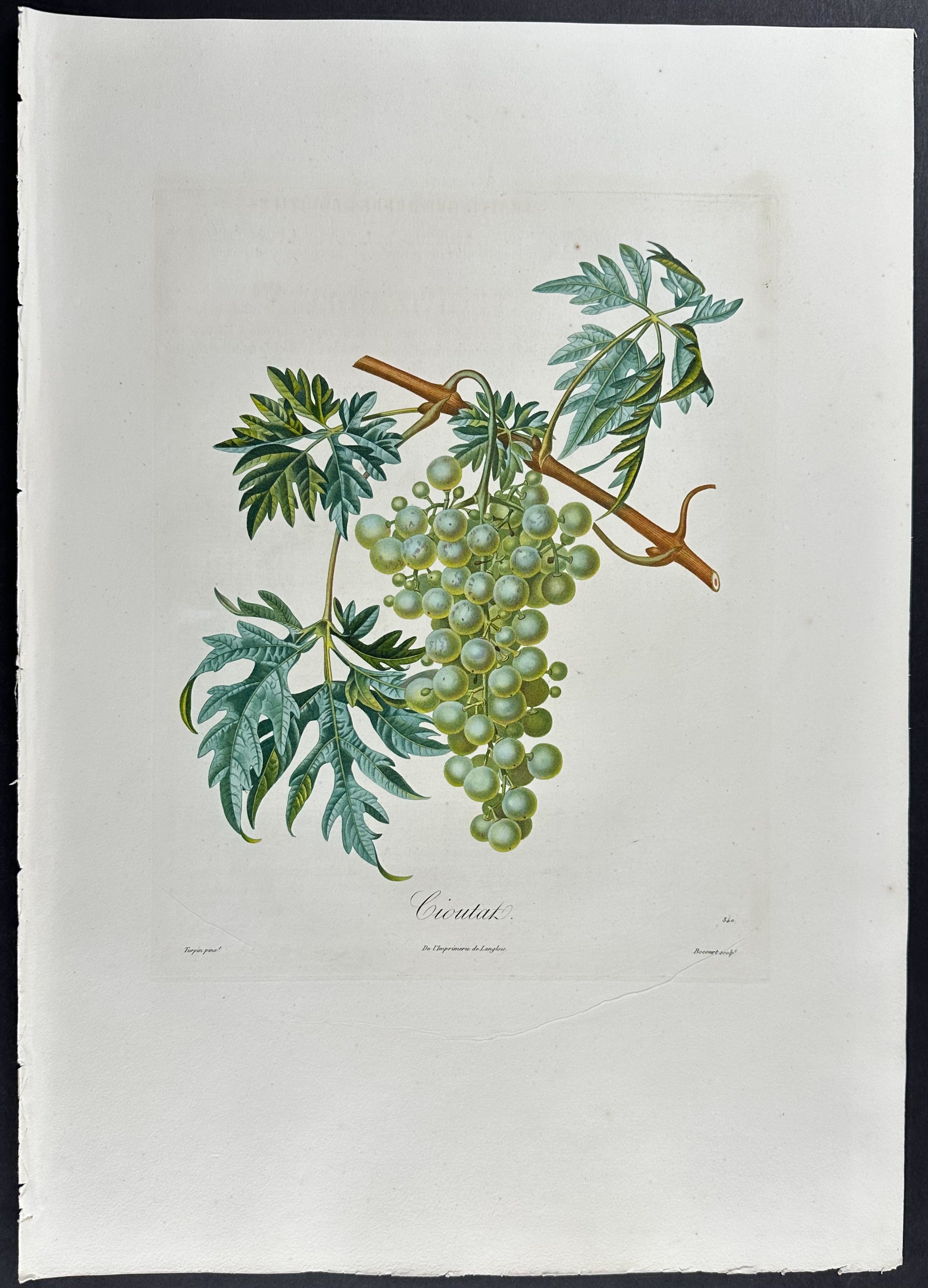 Grapes