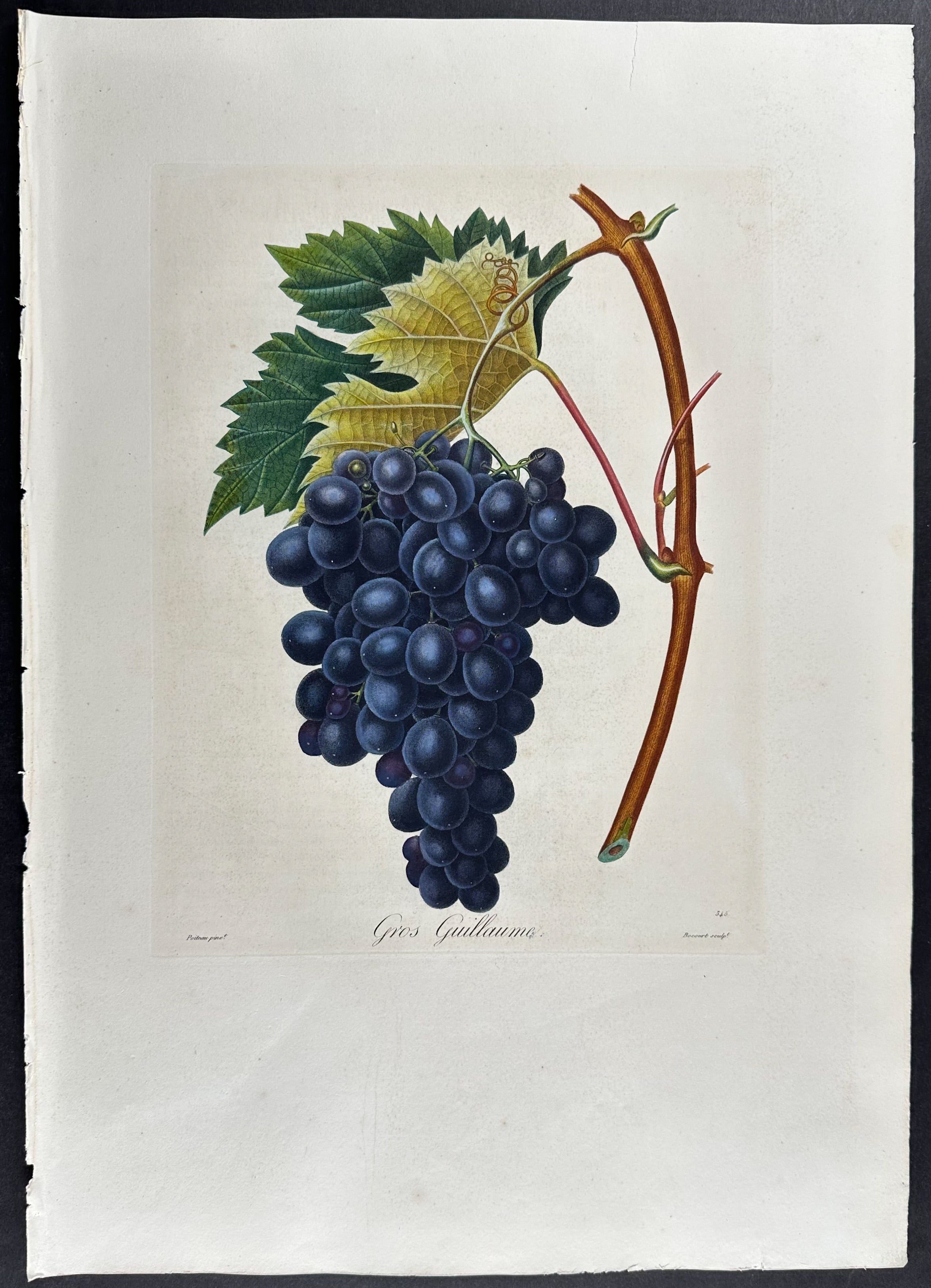 Grapes