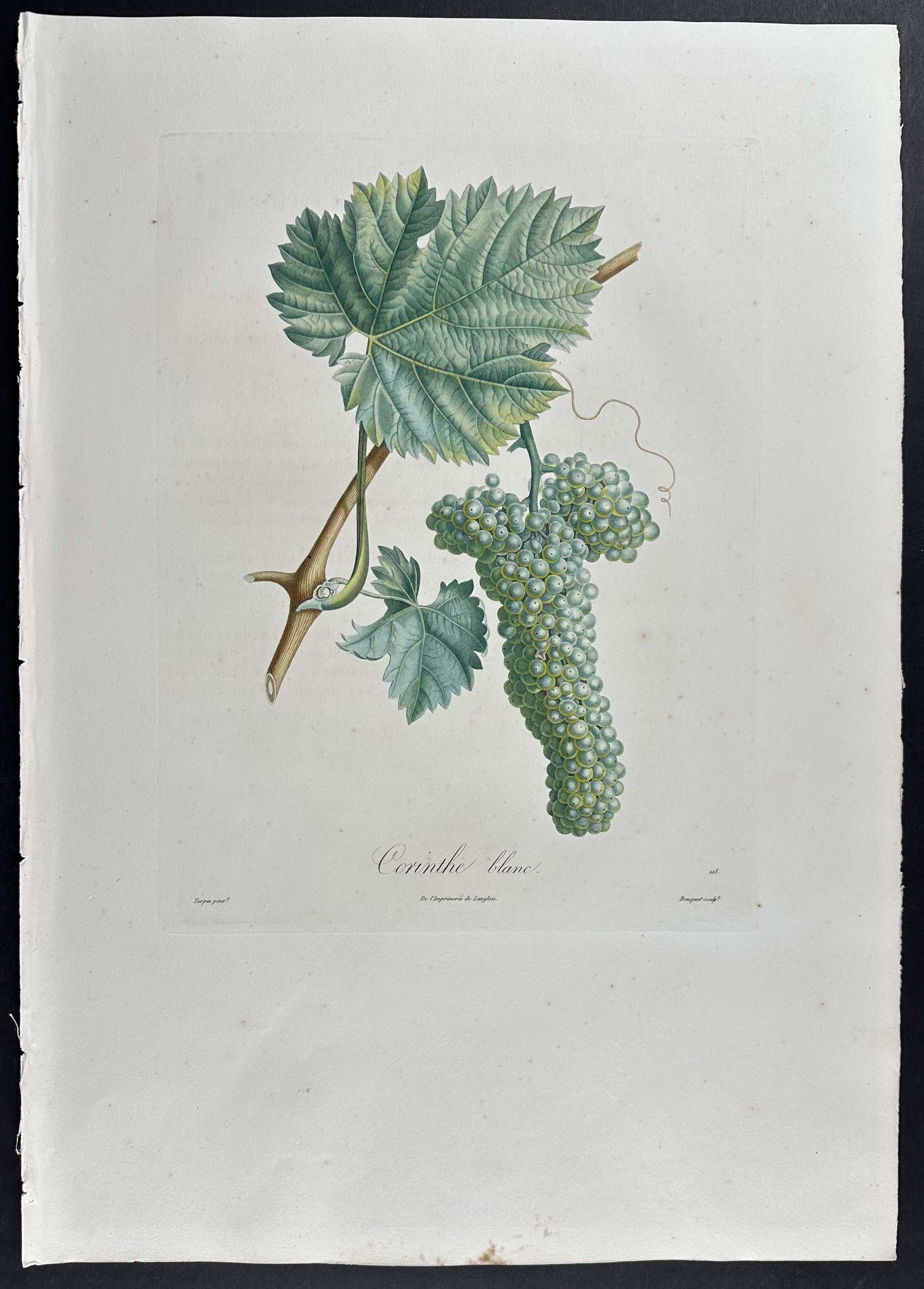 Grapes