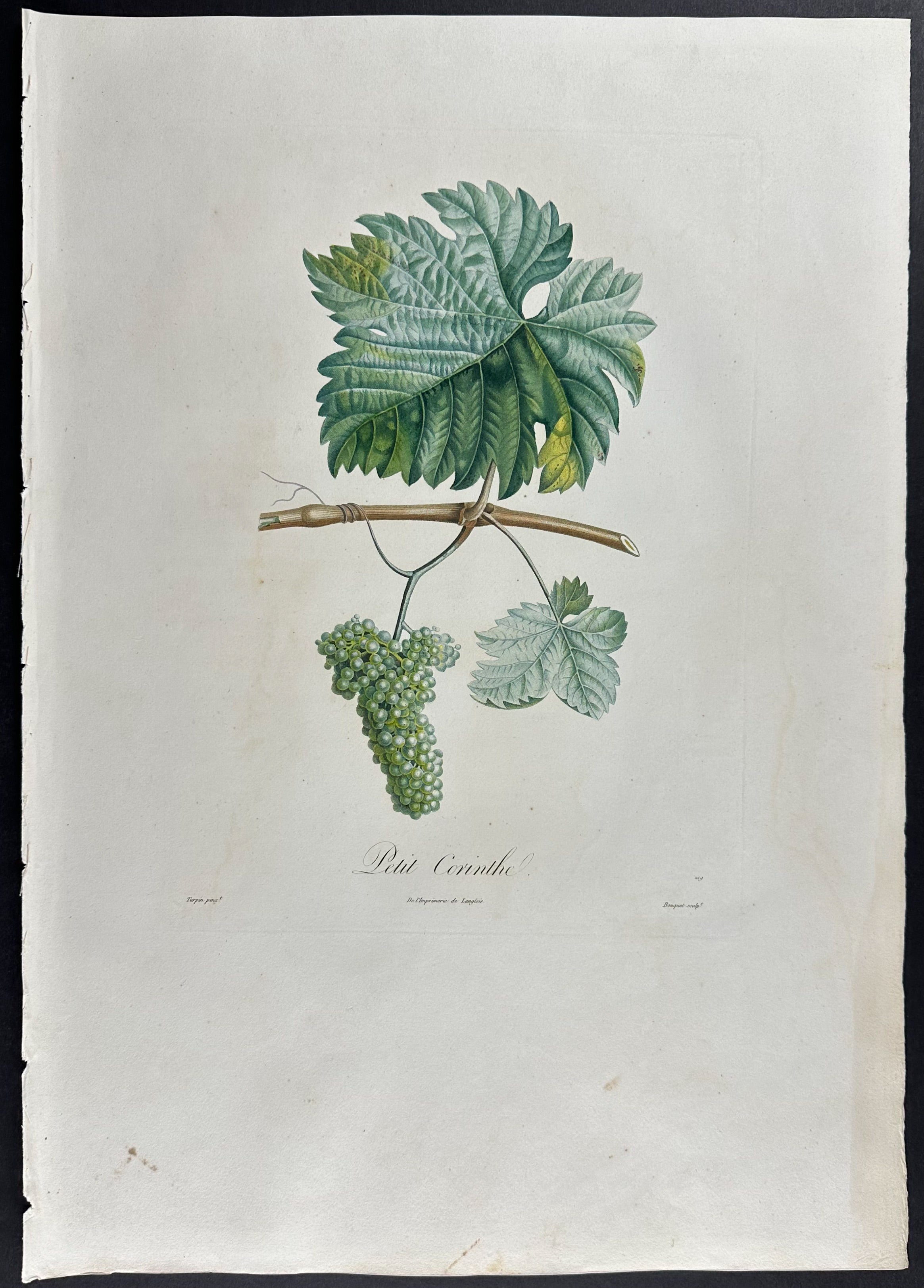 Grapes