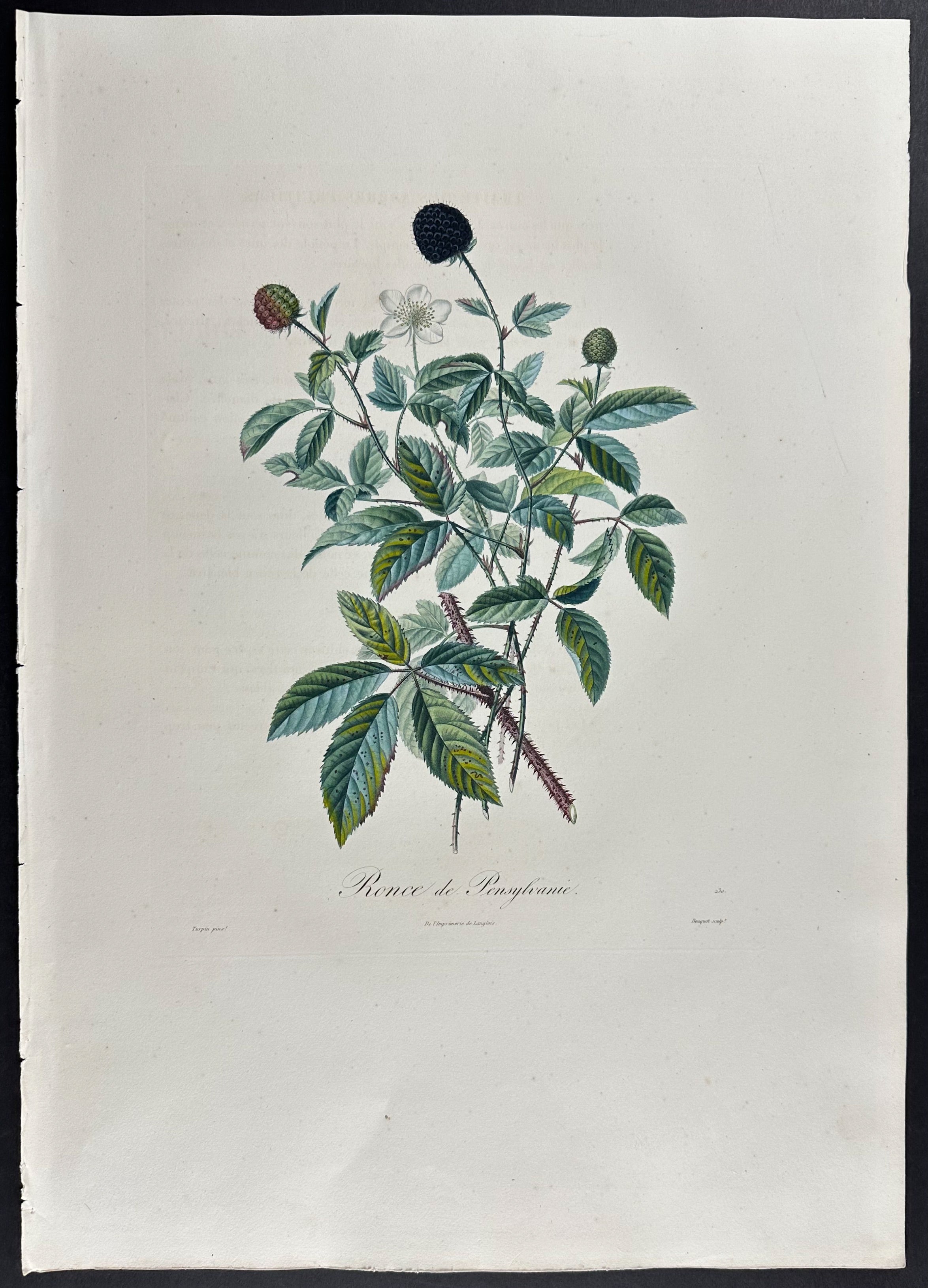 Blackberry