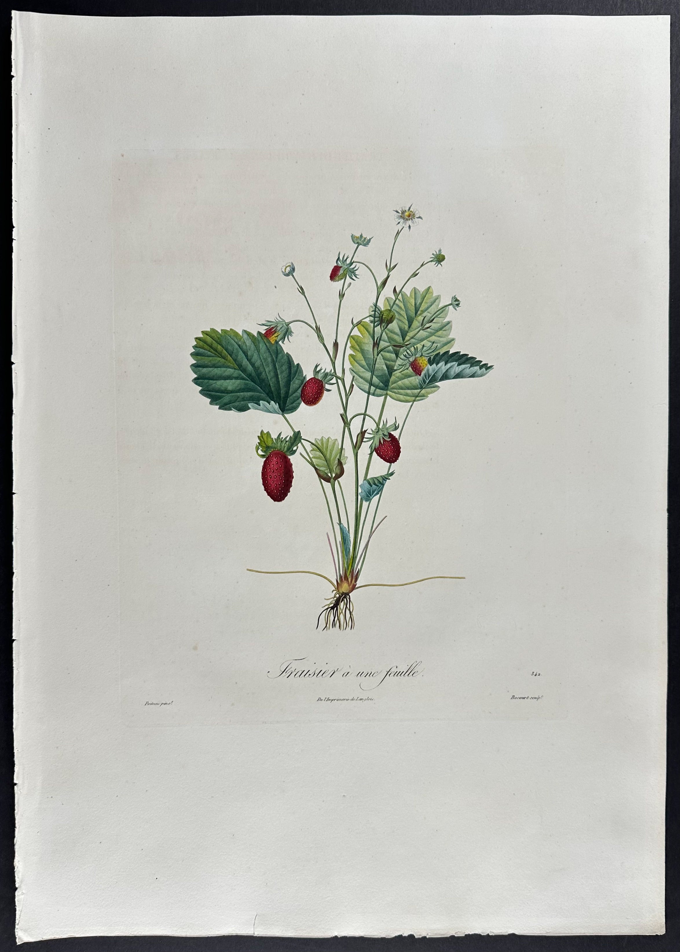 Strawberry