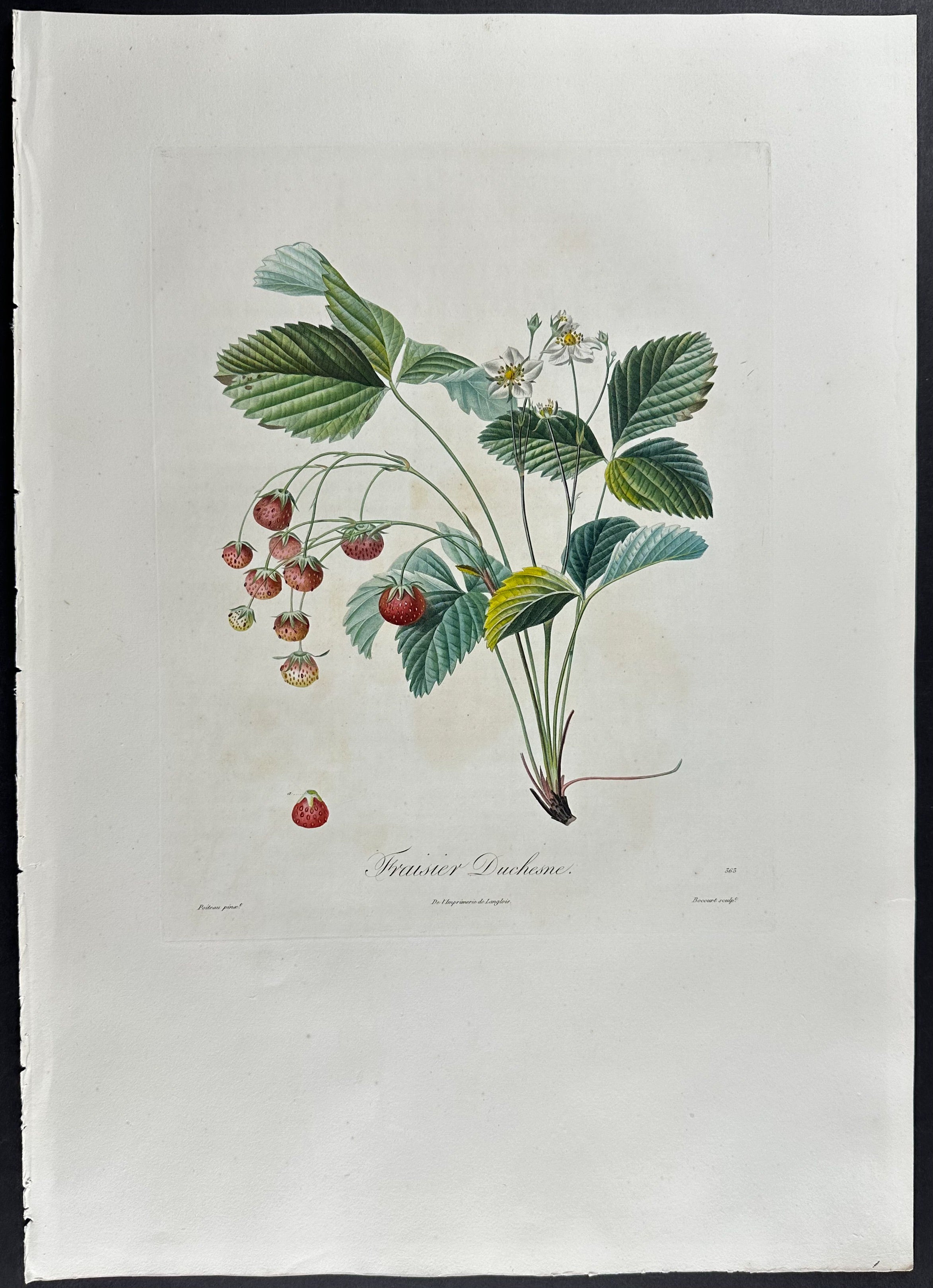 Strawberry