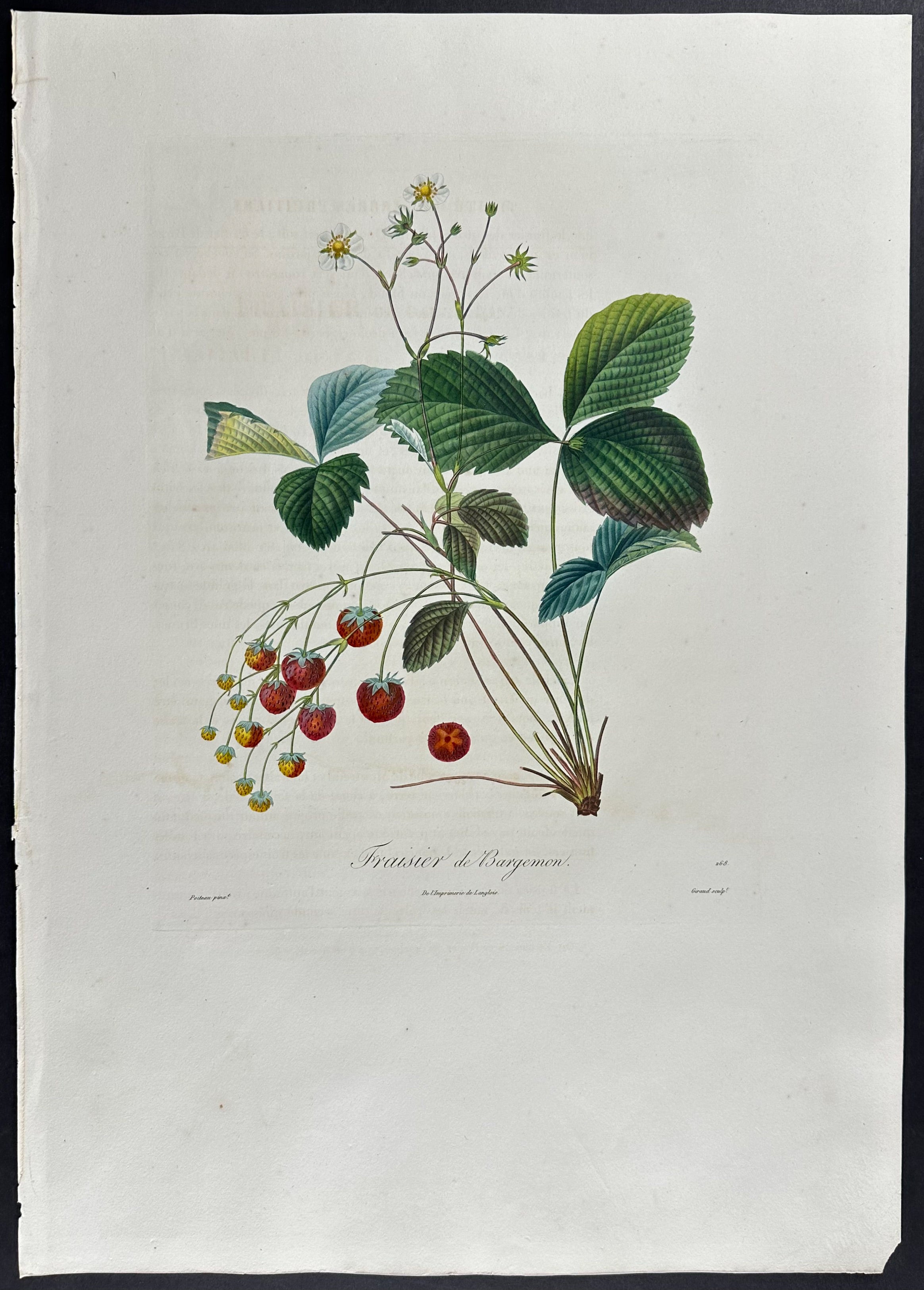 Strawberry
