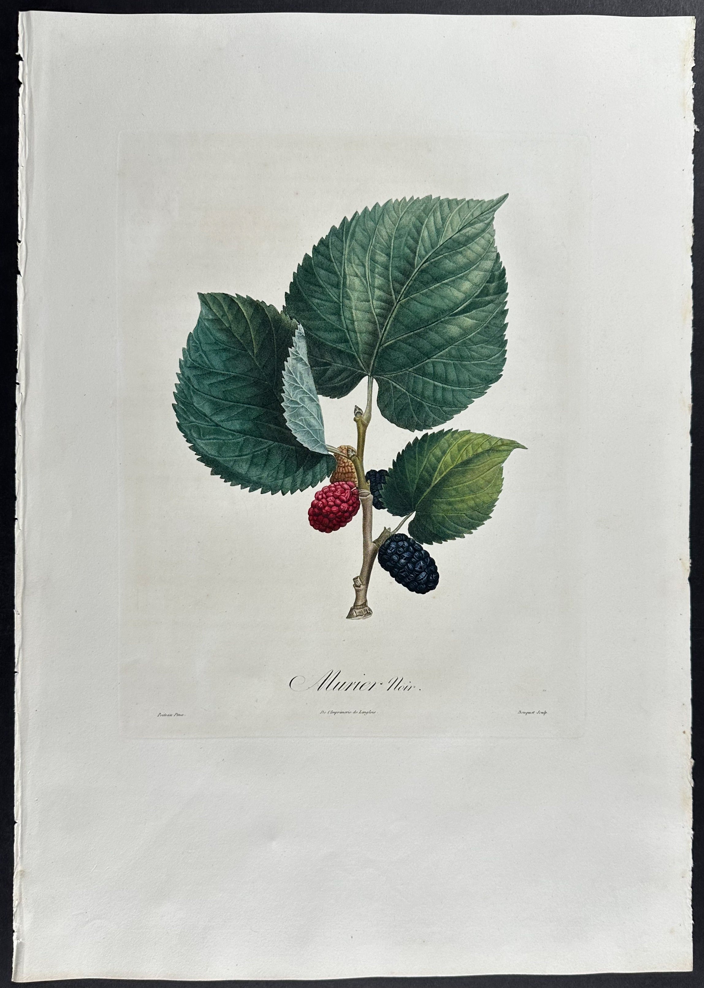 Mulberry