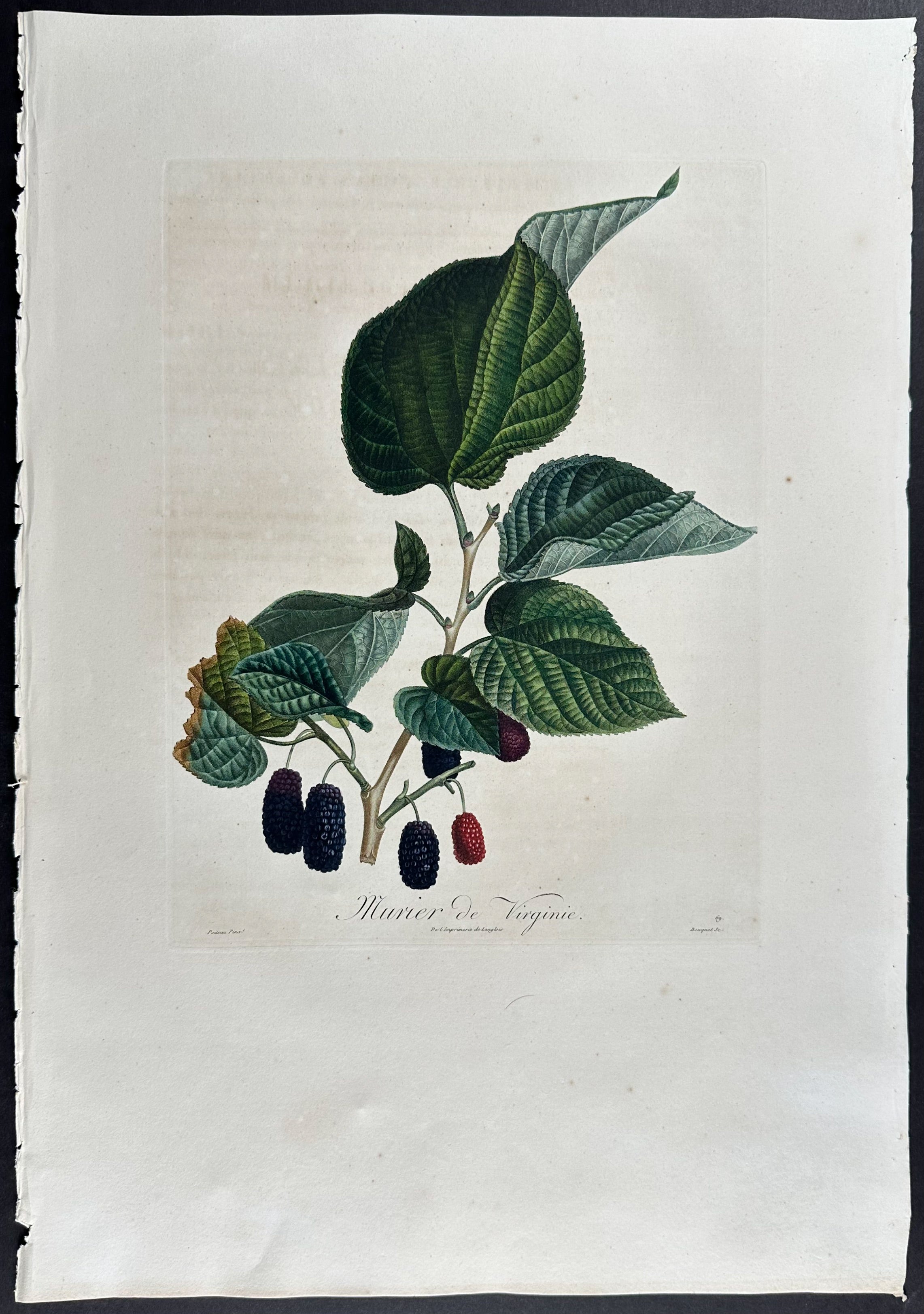 Mulberry