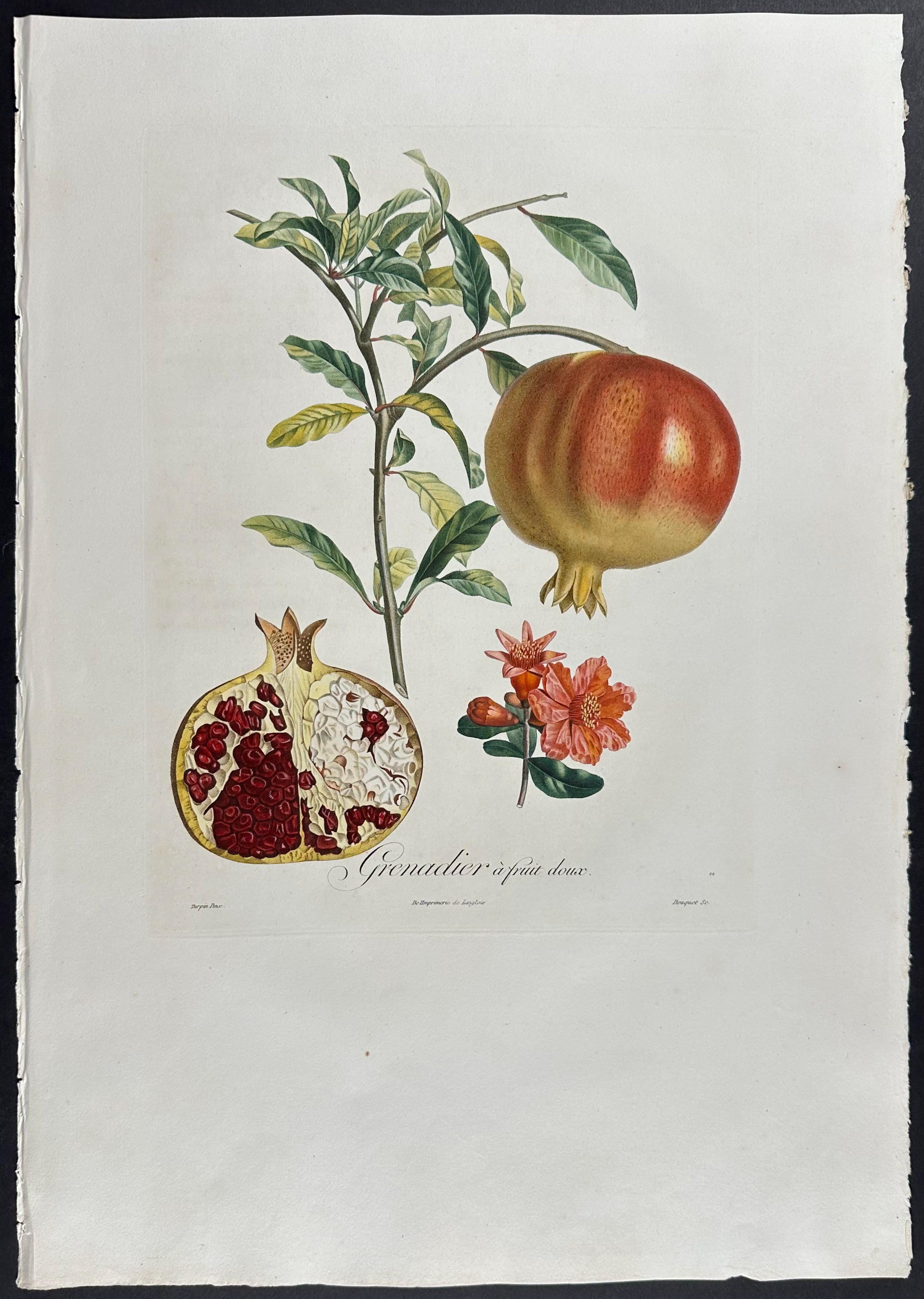 Pomegranate