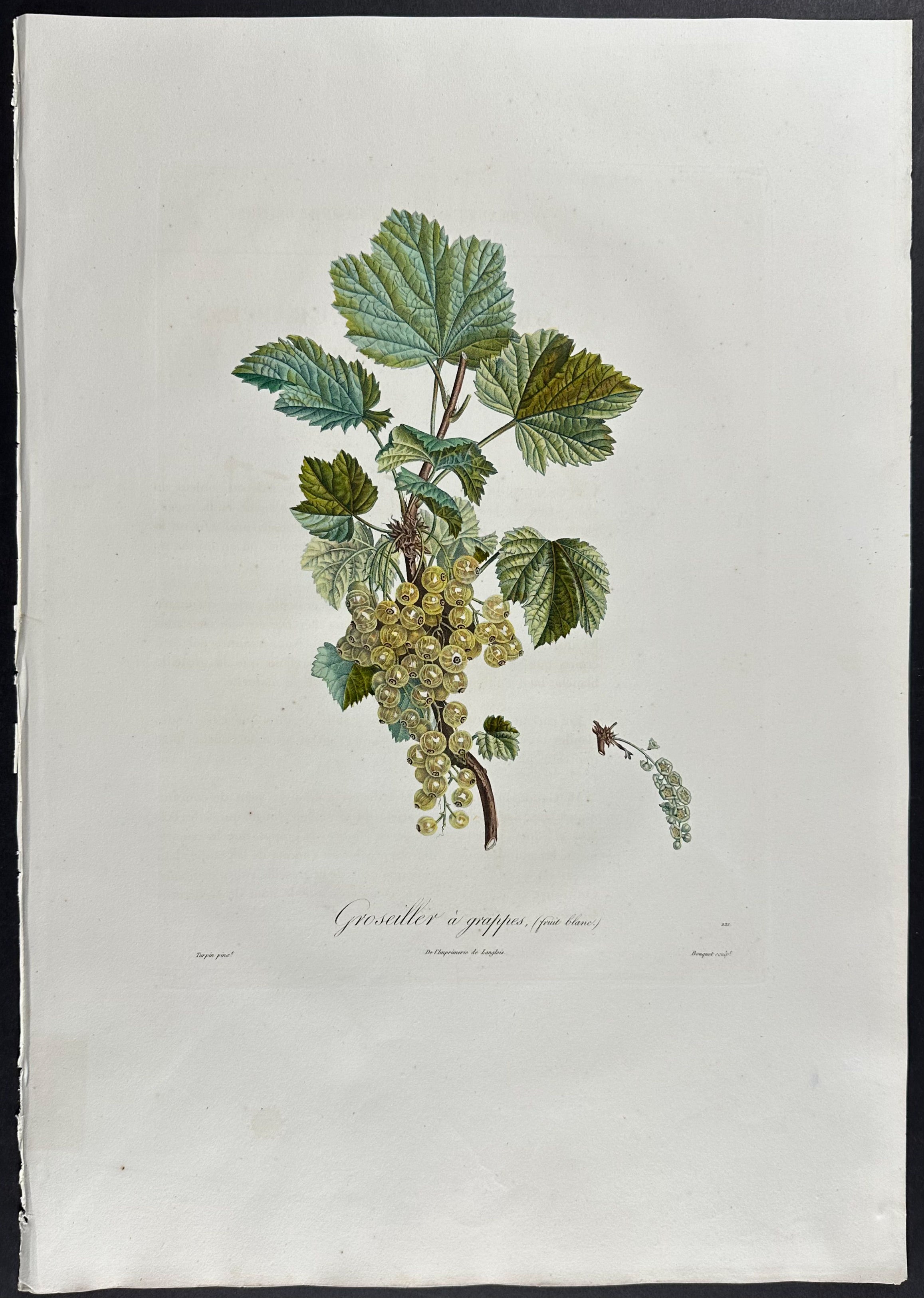Currant