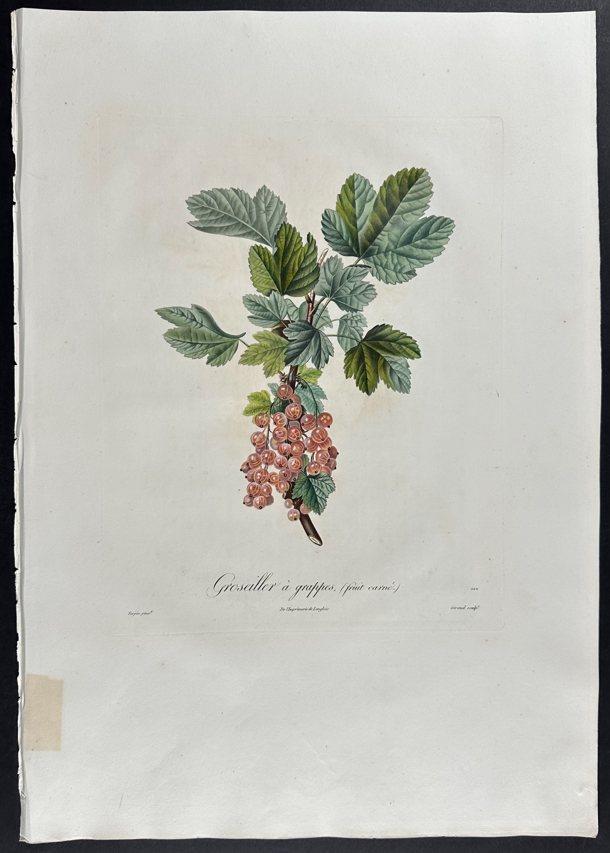 Currant