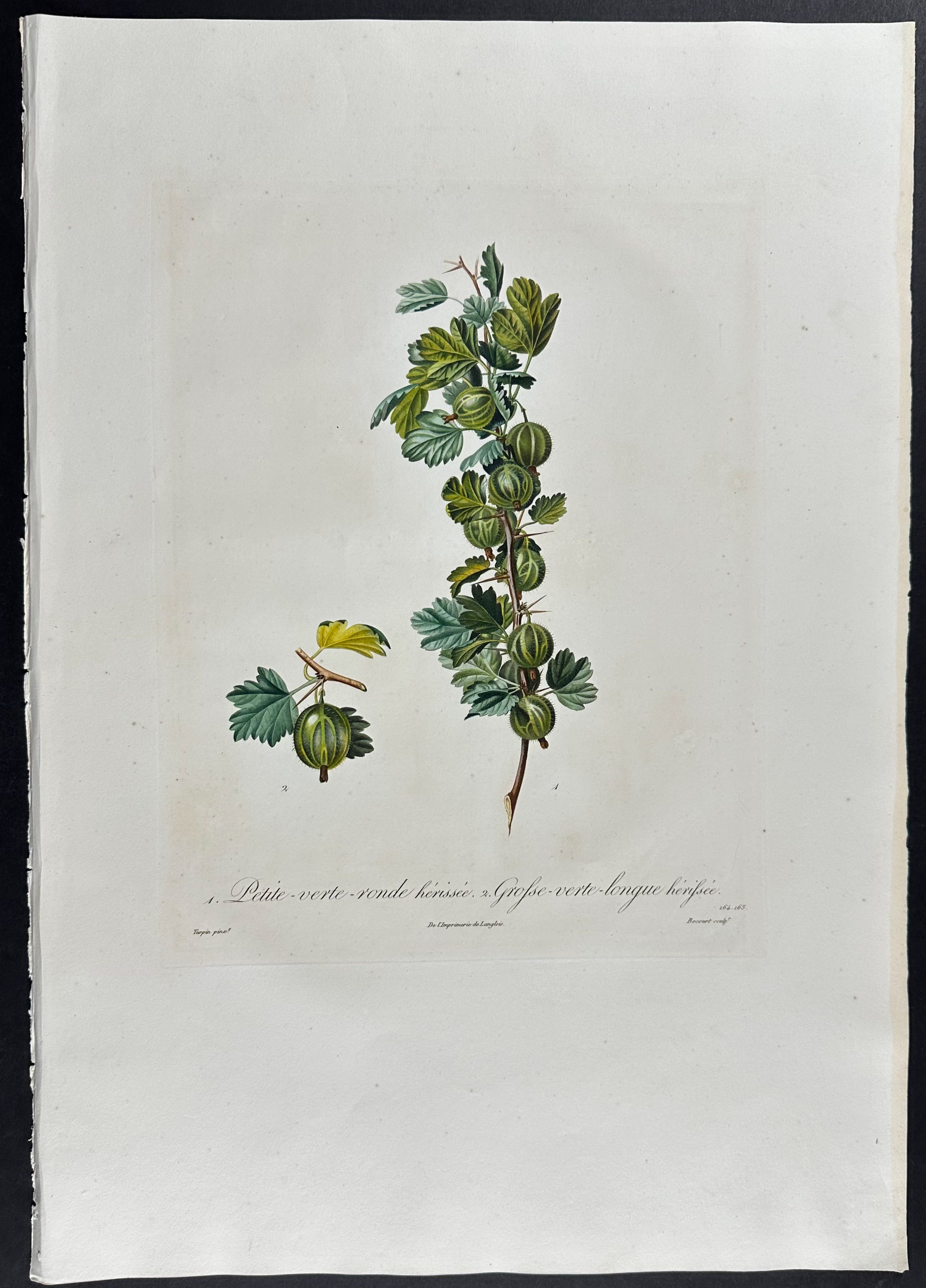 Gooseberry