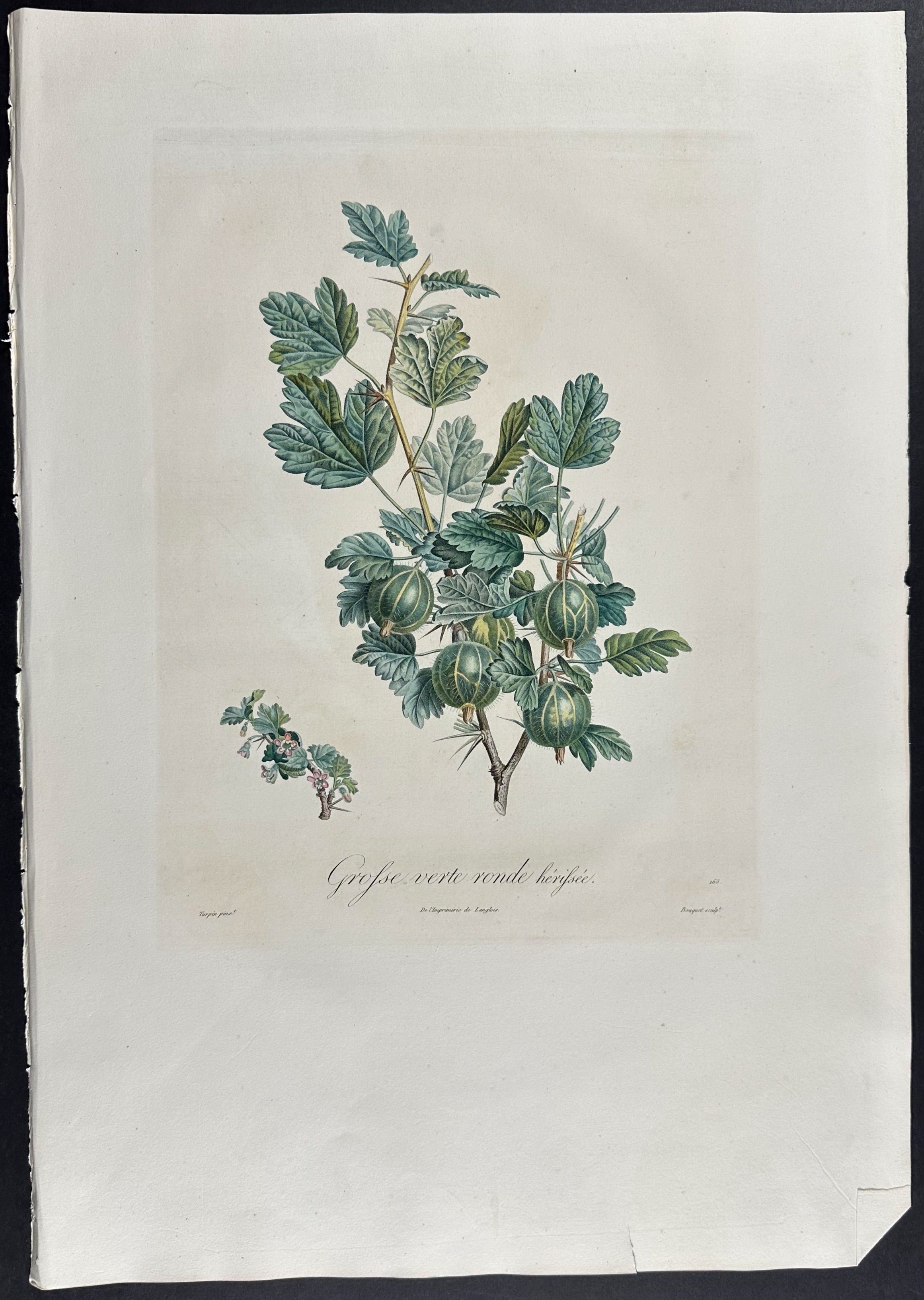 Gooseberry