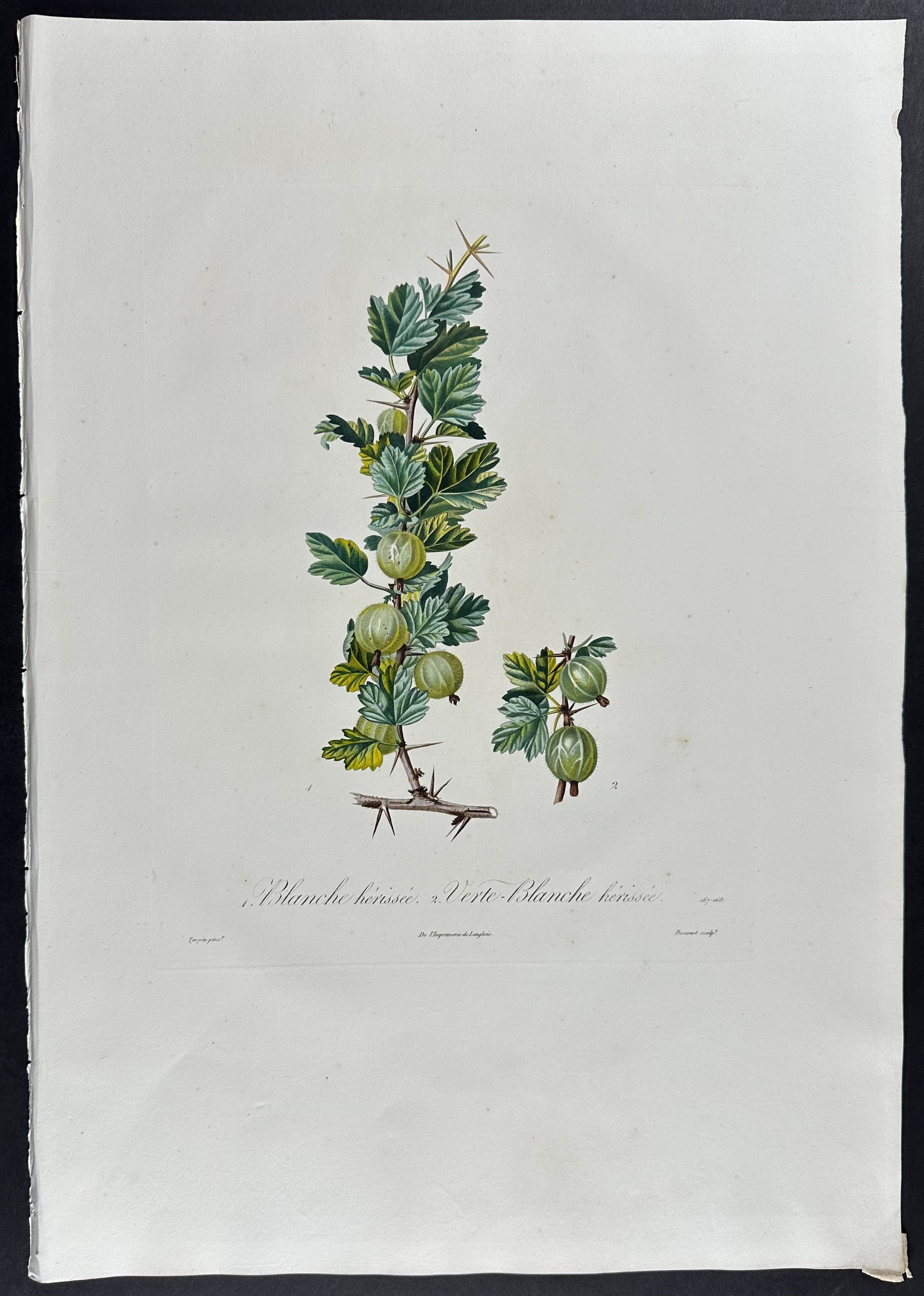 Gooseberry