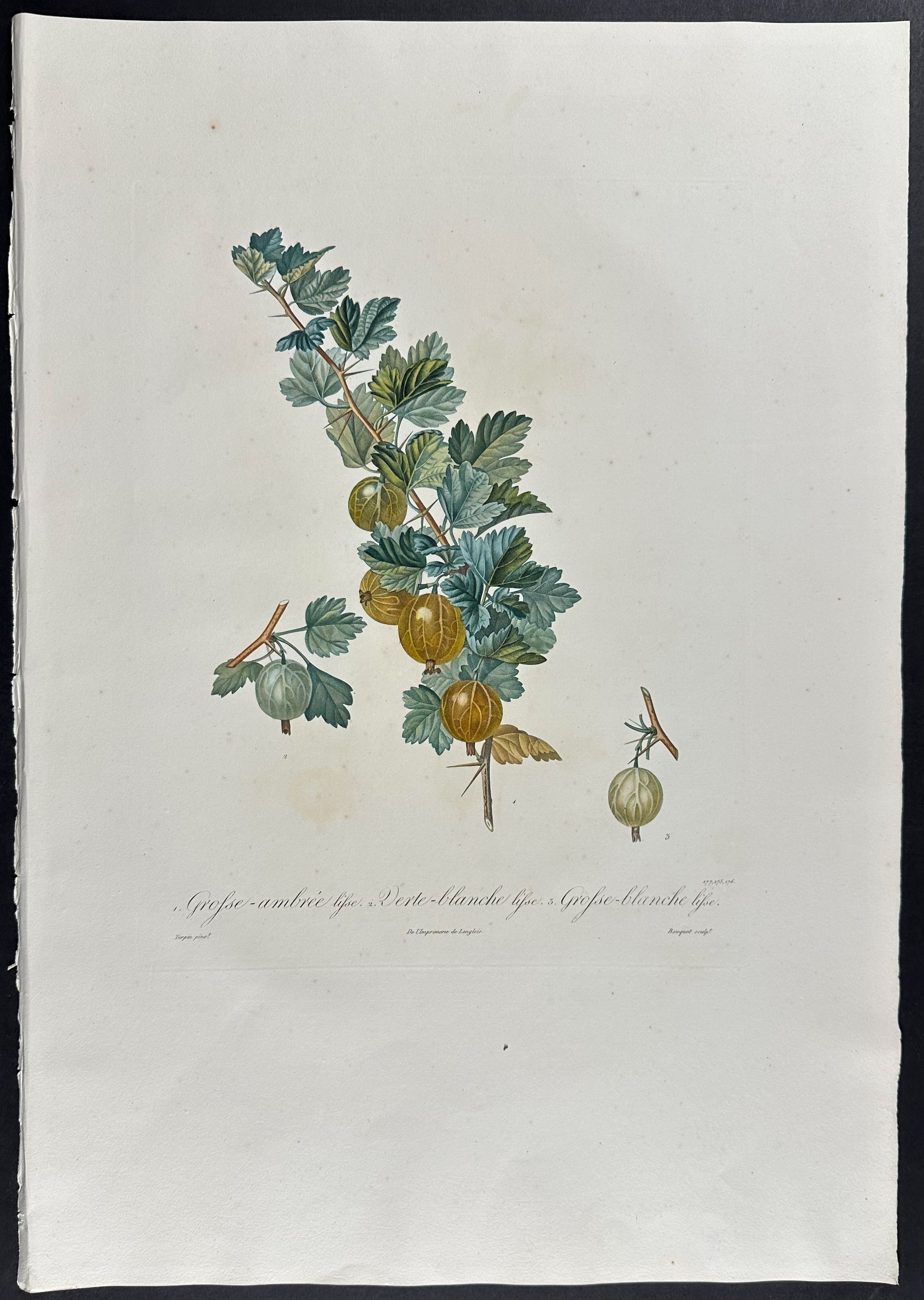 Gooseberry