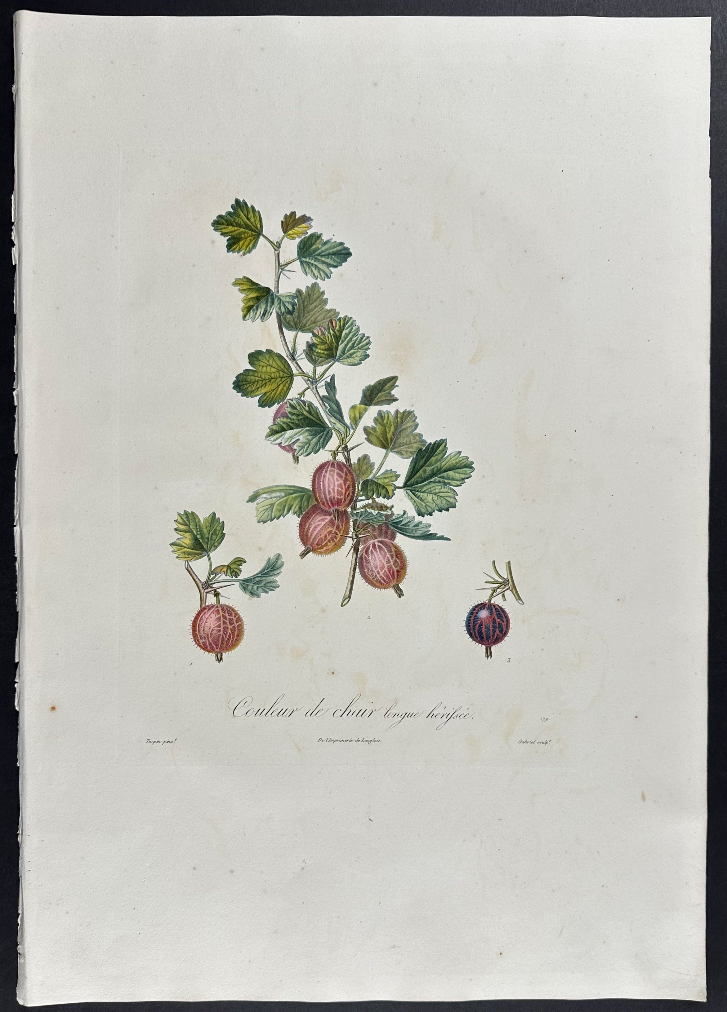 Gooseberry