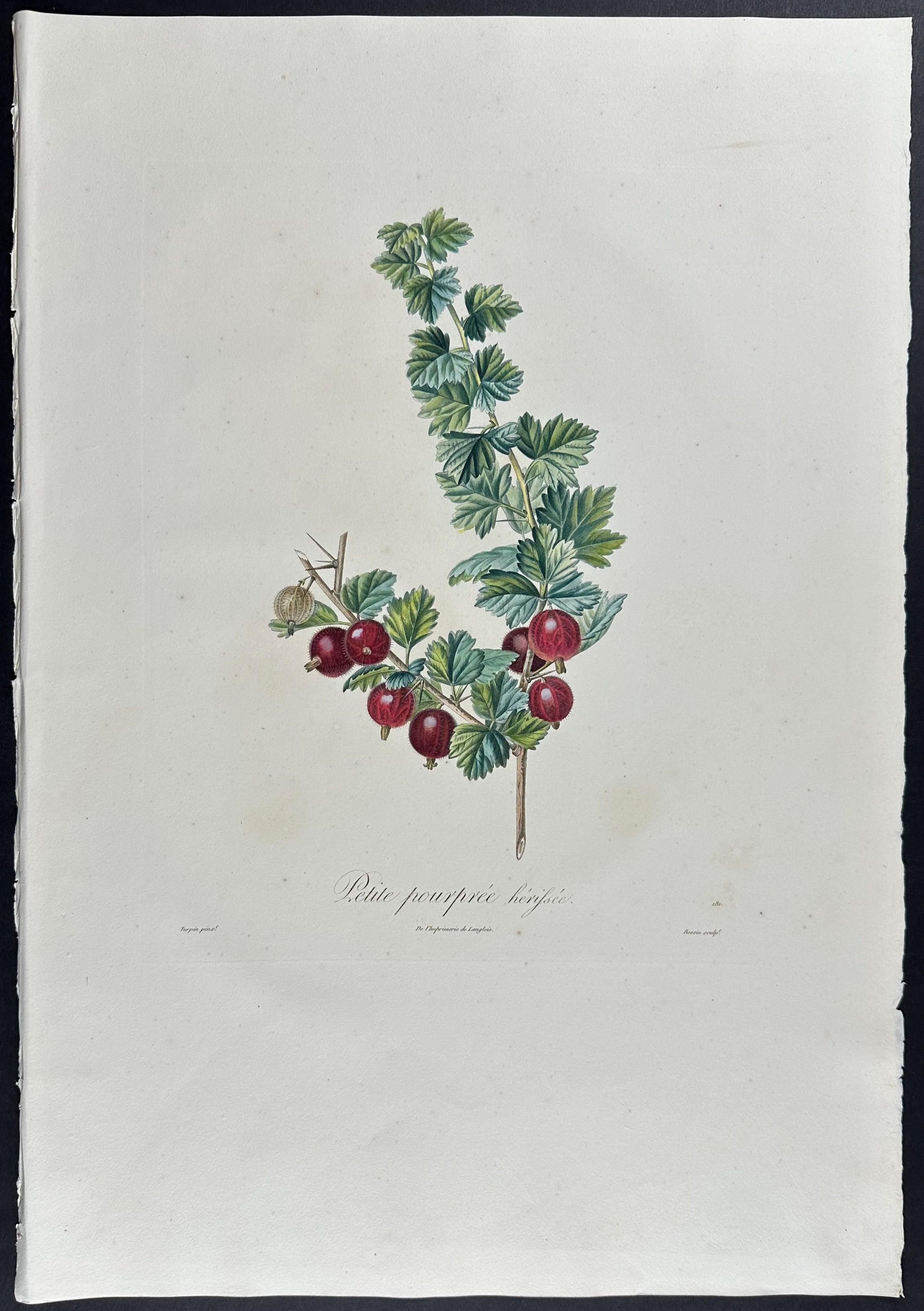 Gooseberry