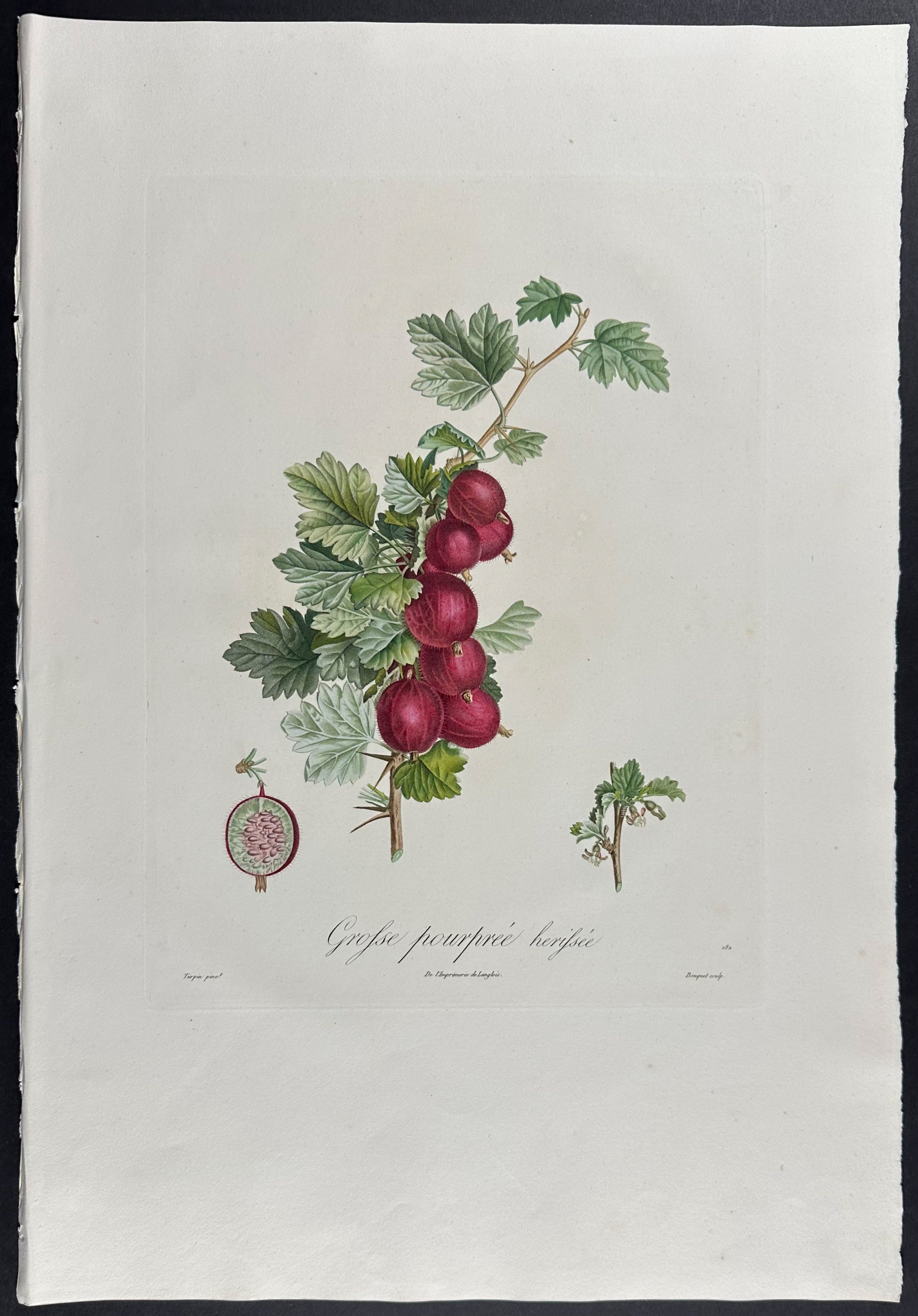 Gooseberry