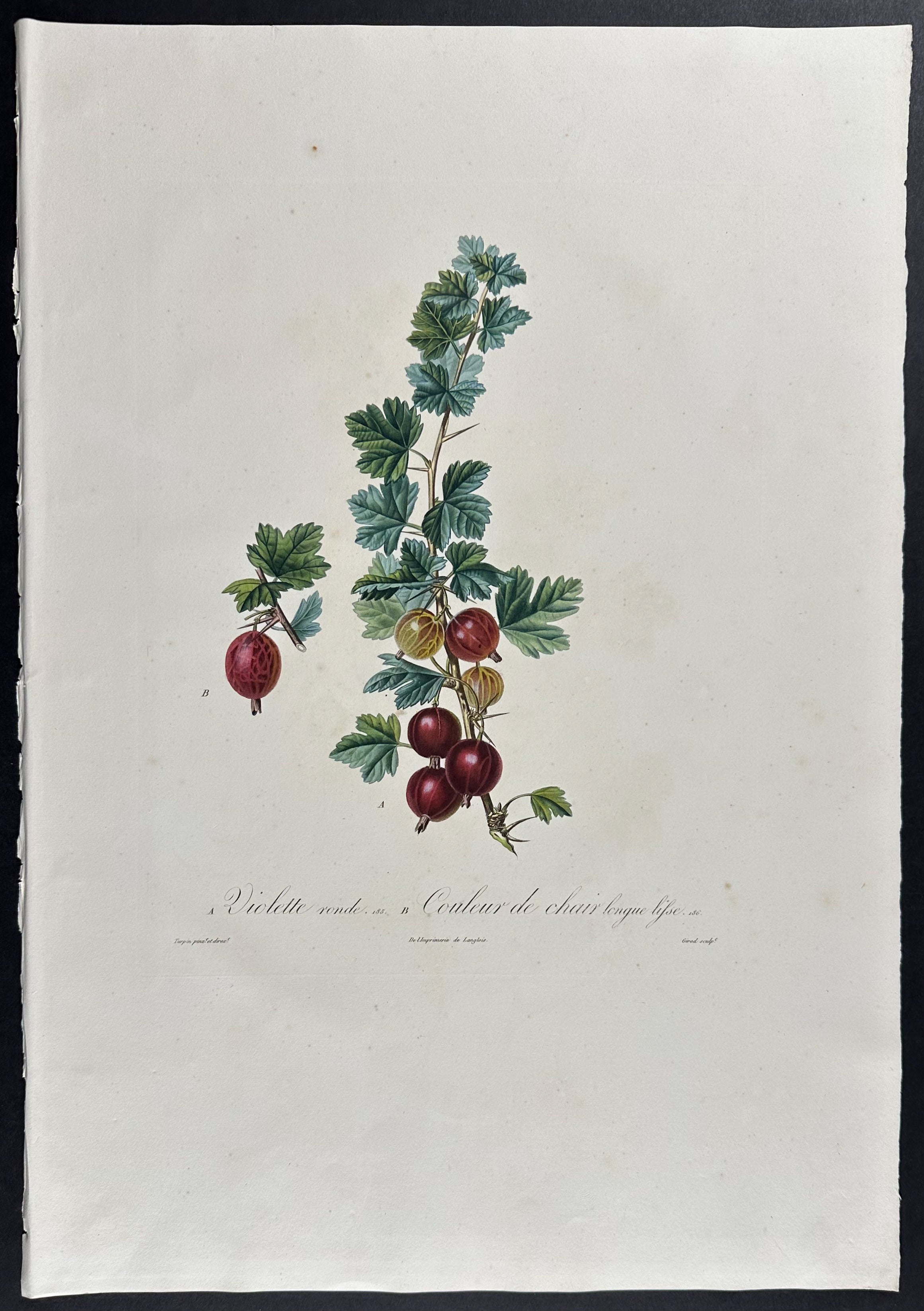 Gooseberry