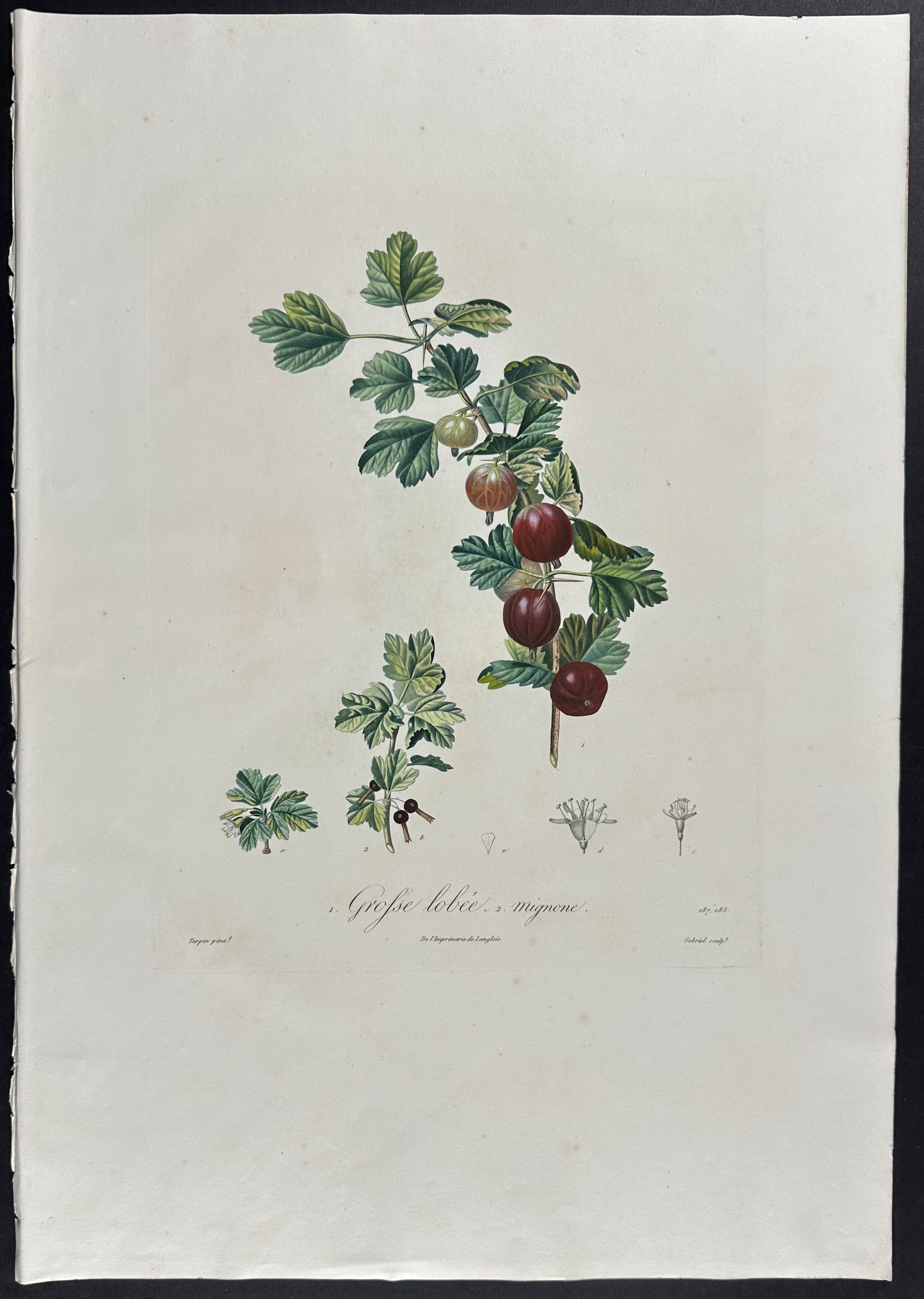 Gooseberry