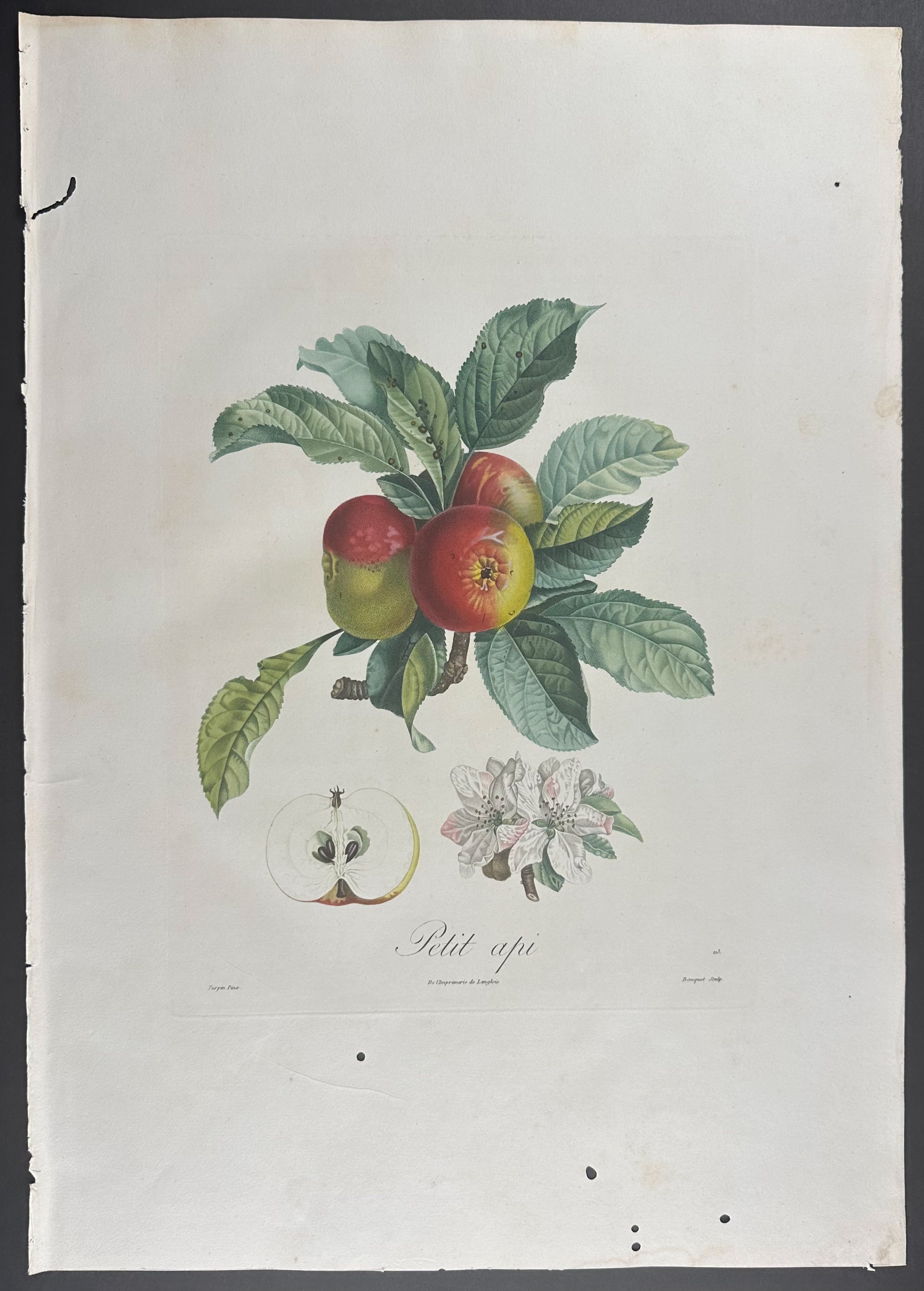 Apple