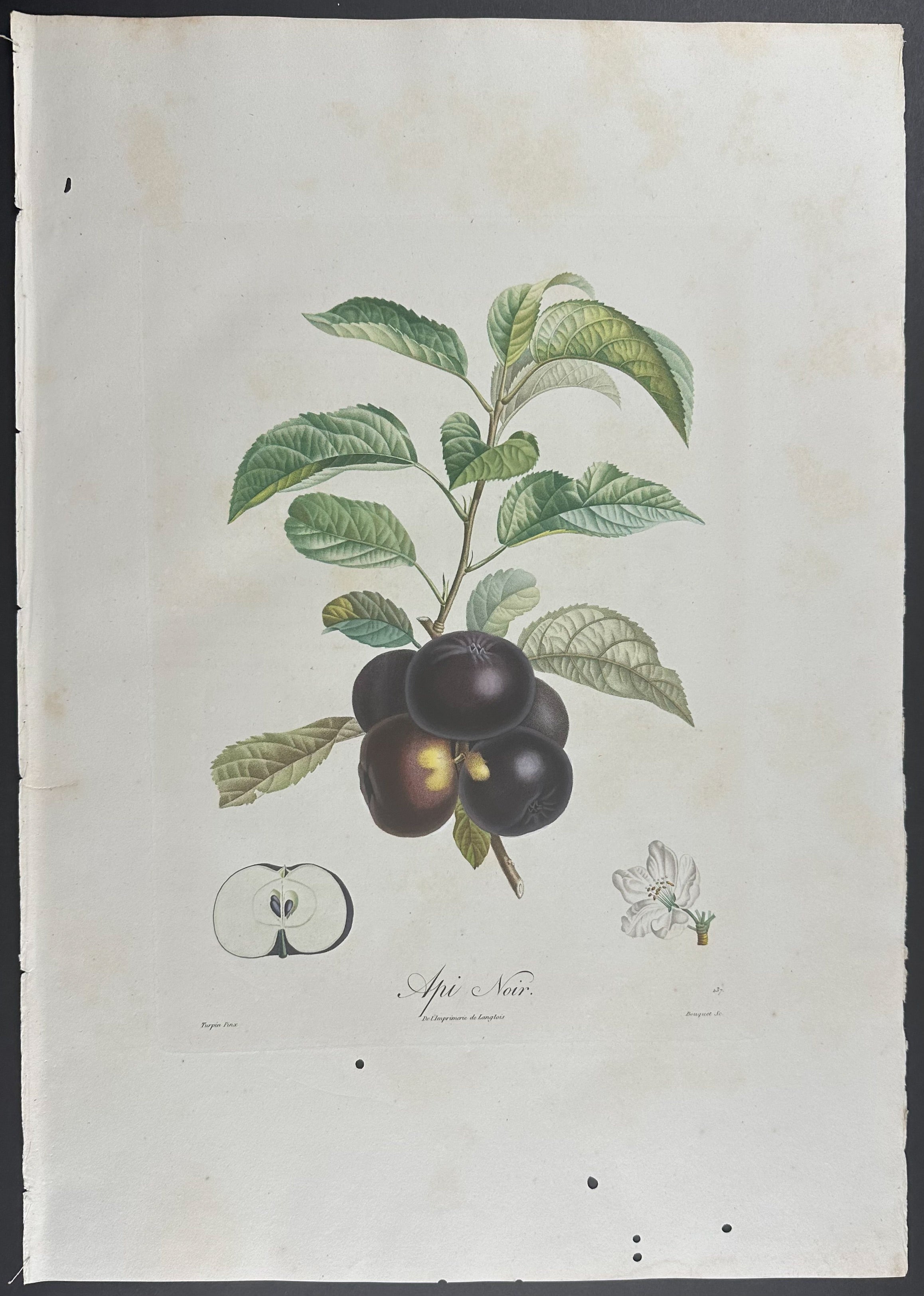 Apple