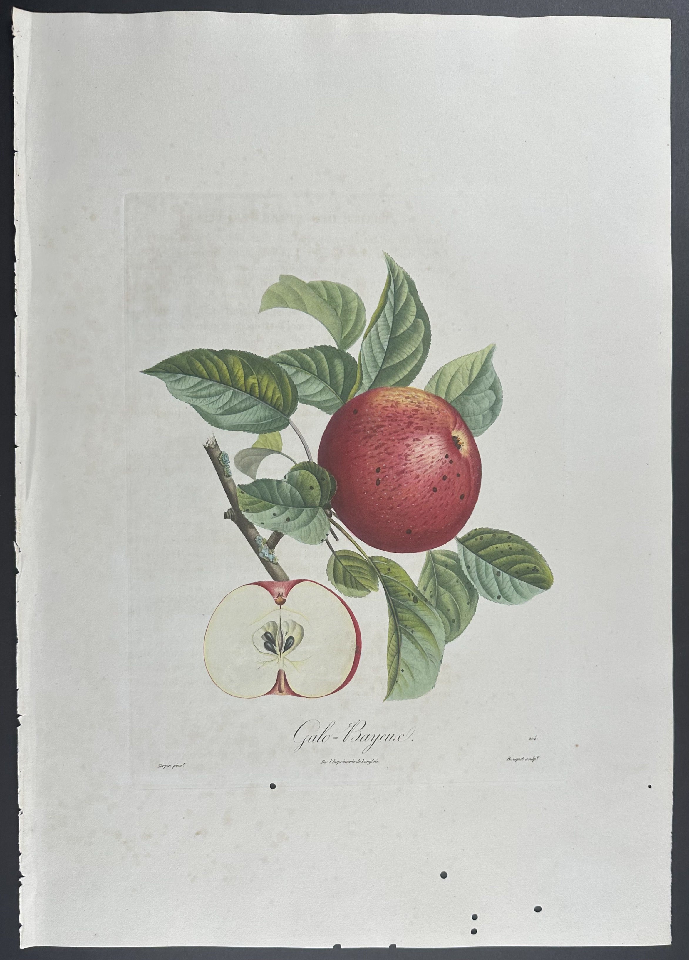 Apple