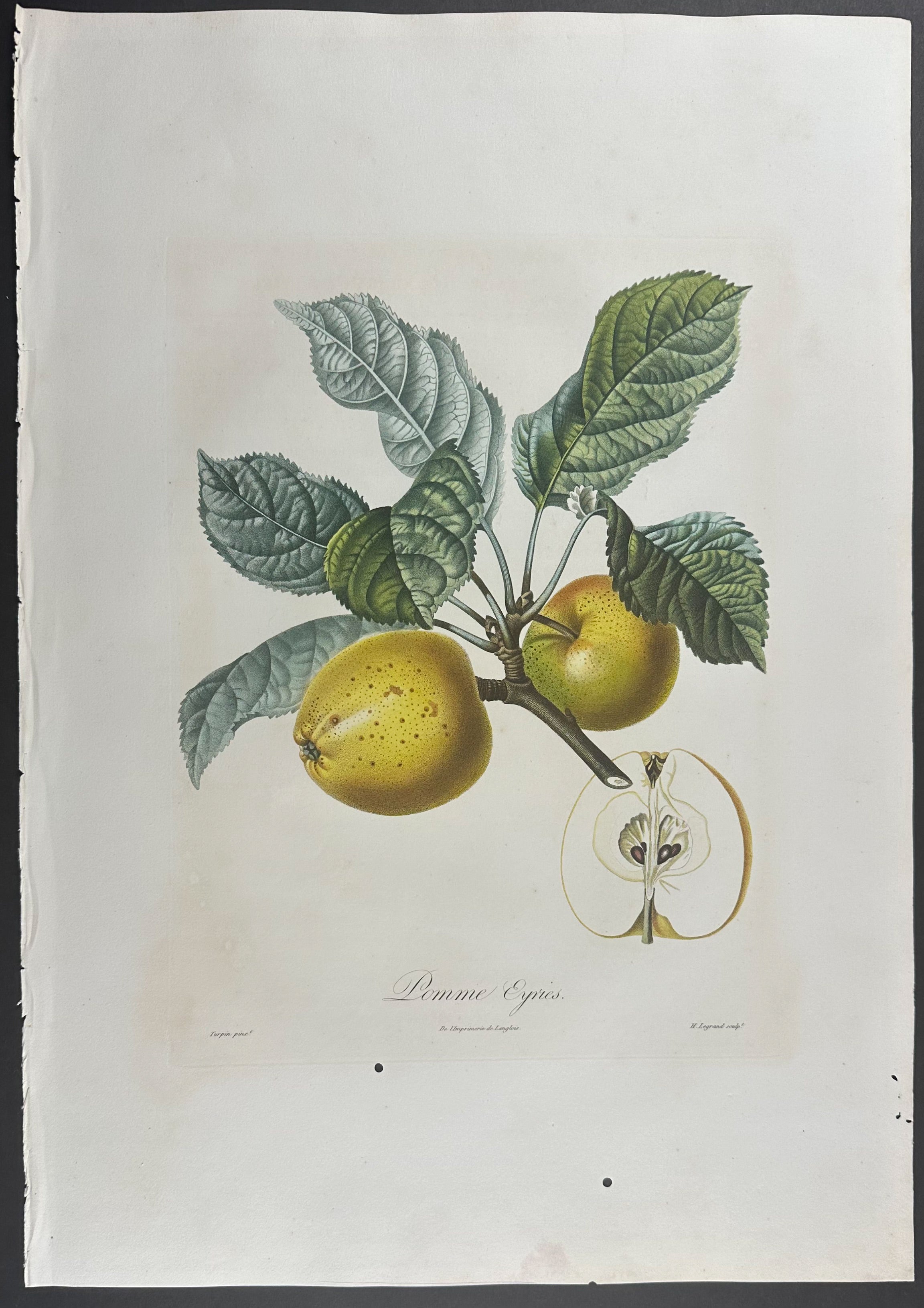 Apple