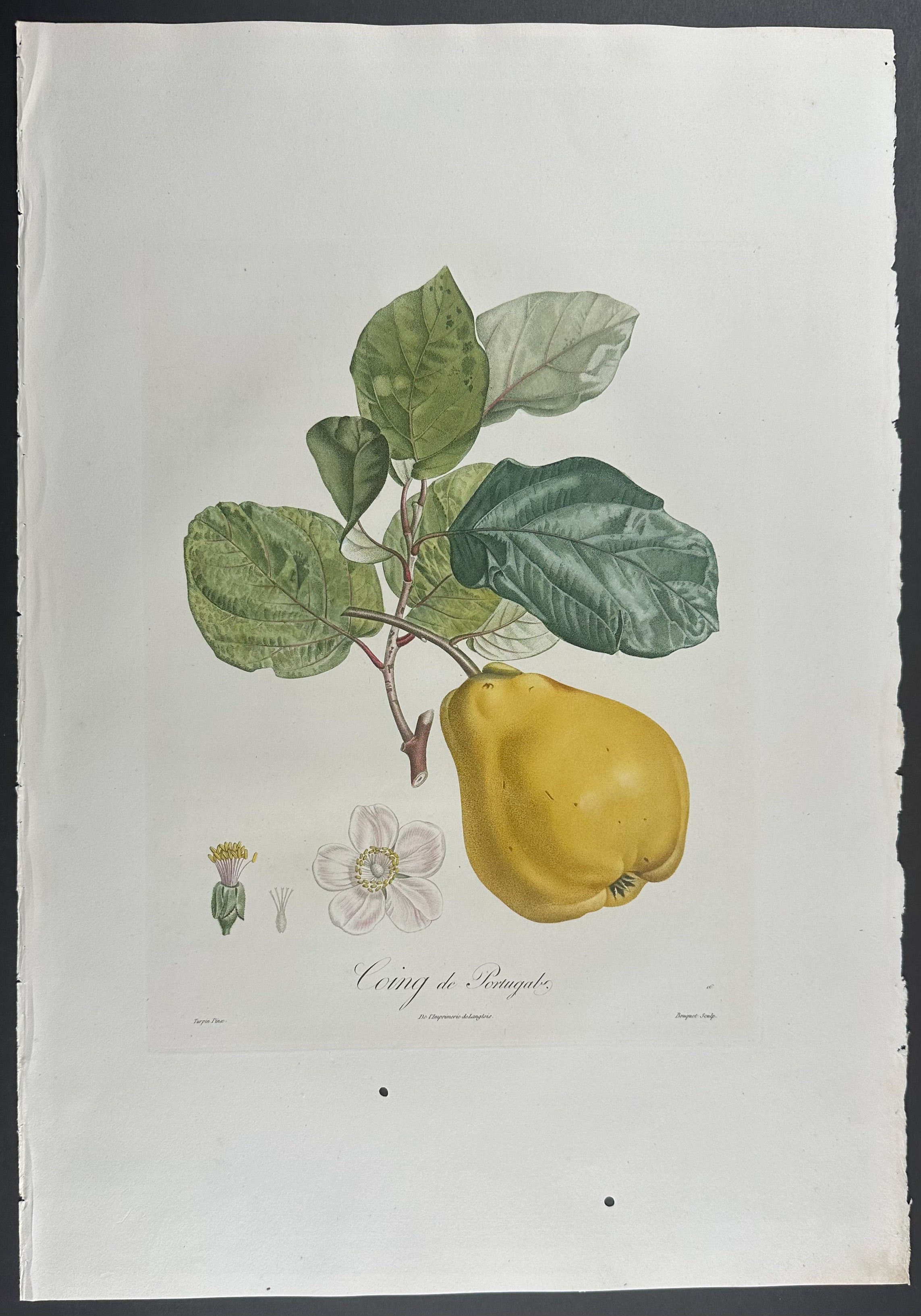 Pear