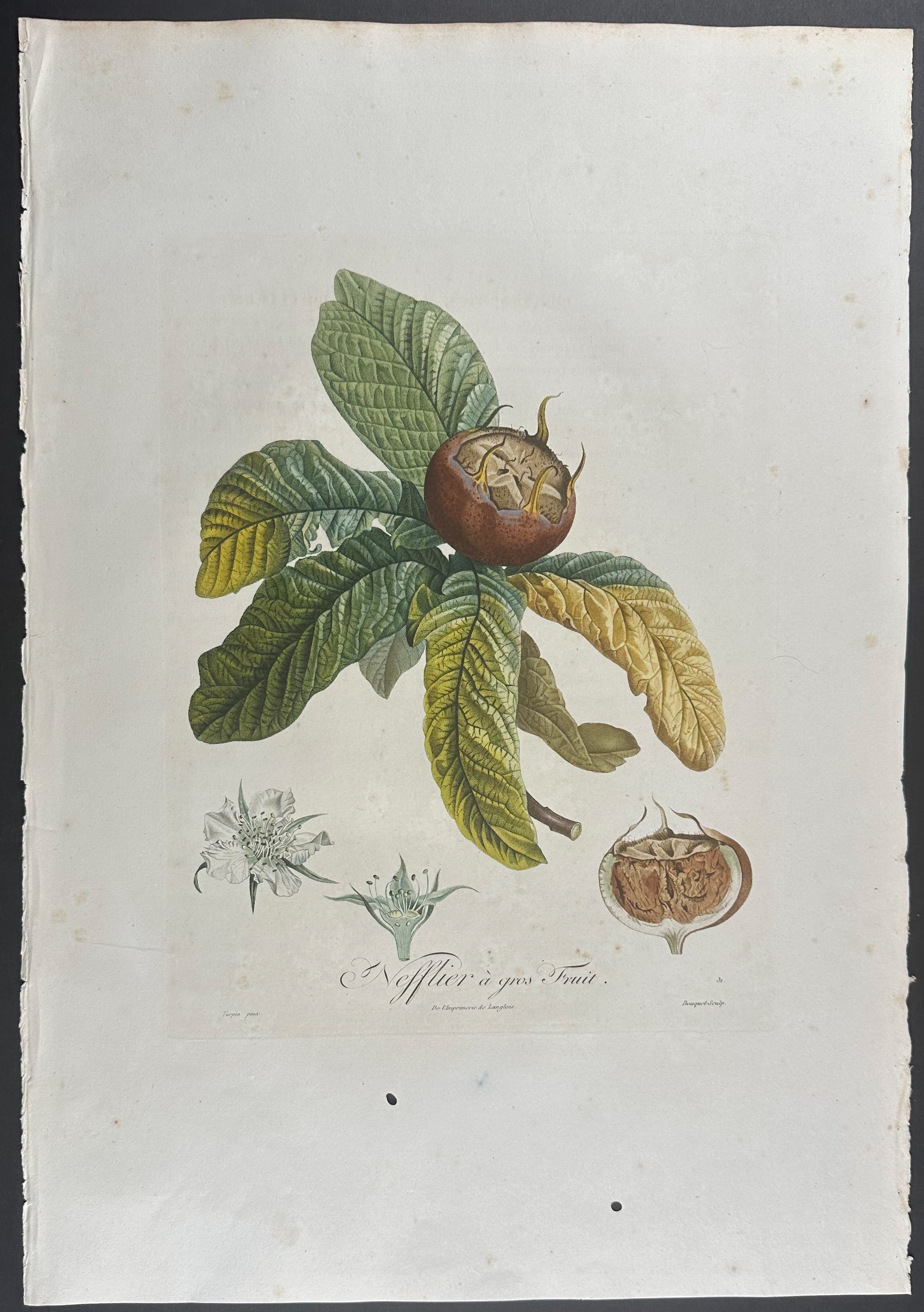 Medlar