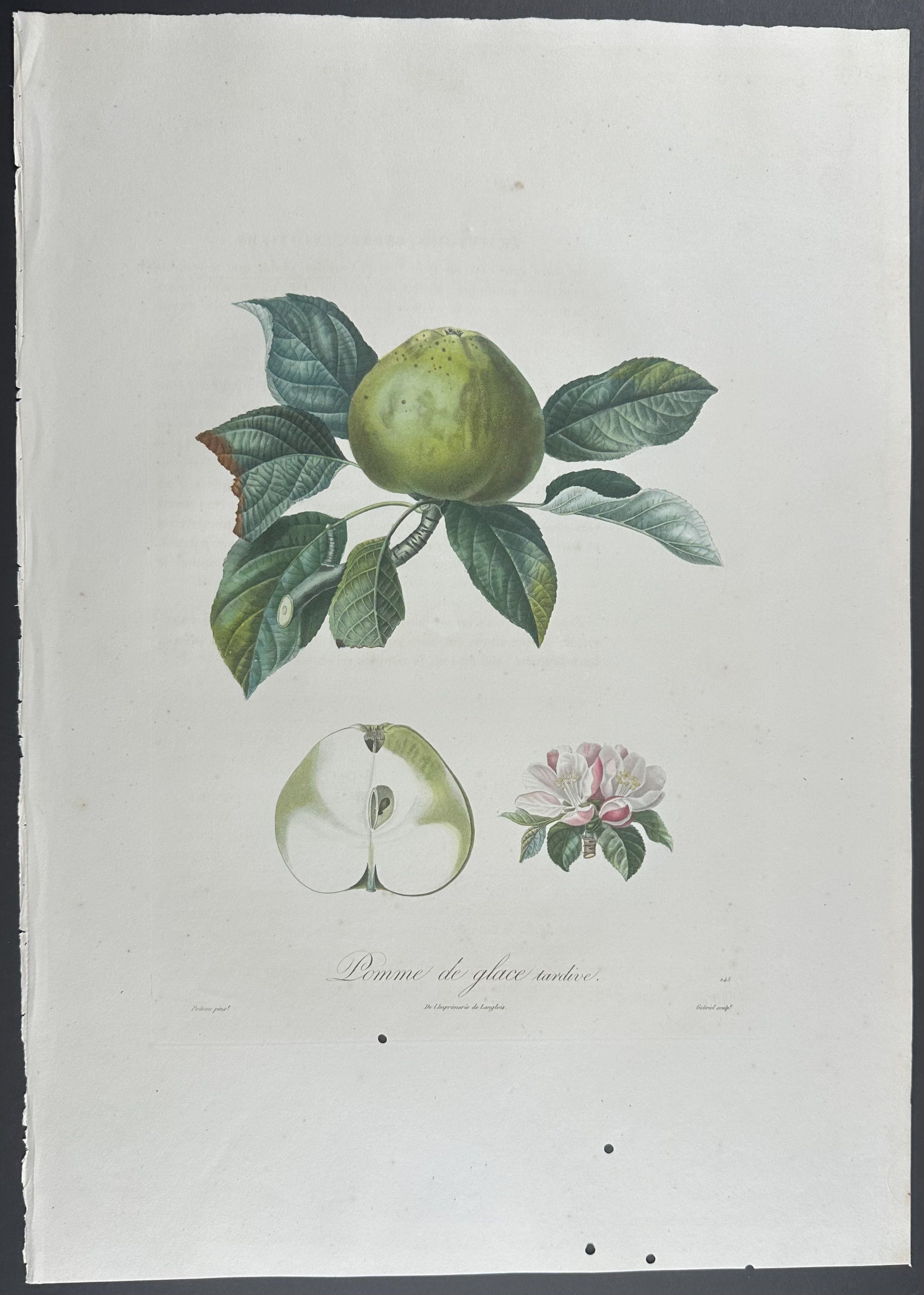 Apple