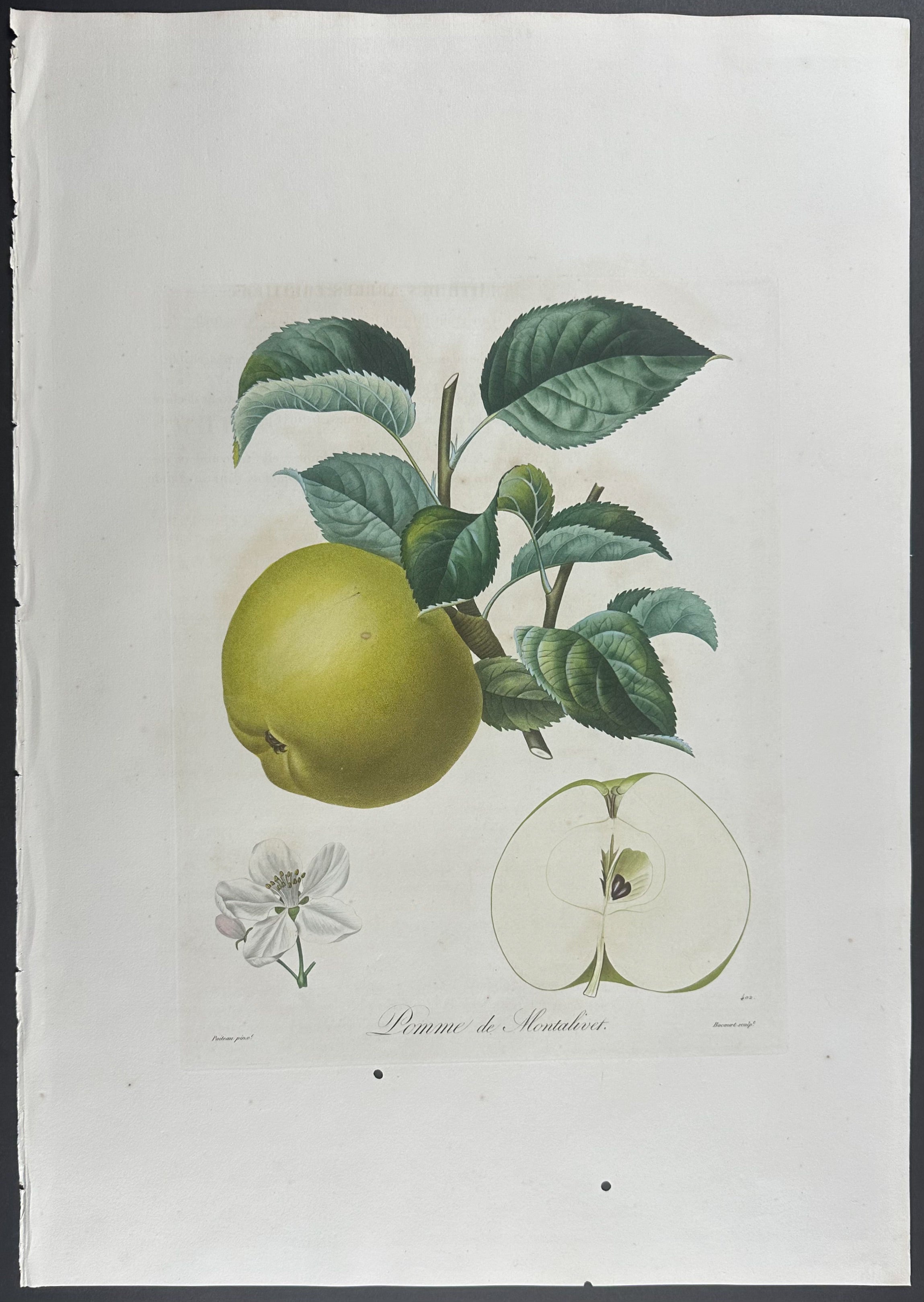 Apple (With additional un-colored engraving)