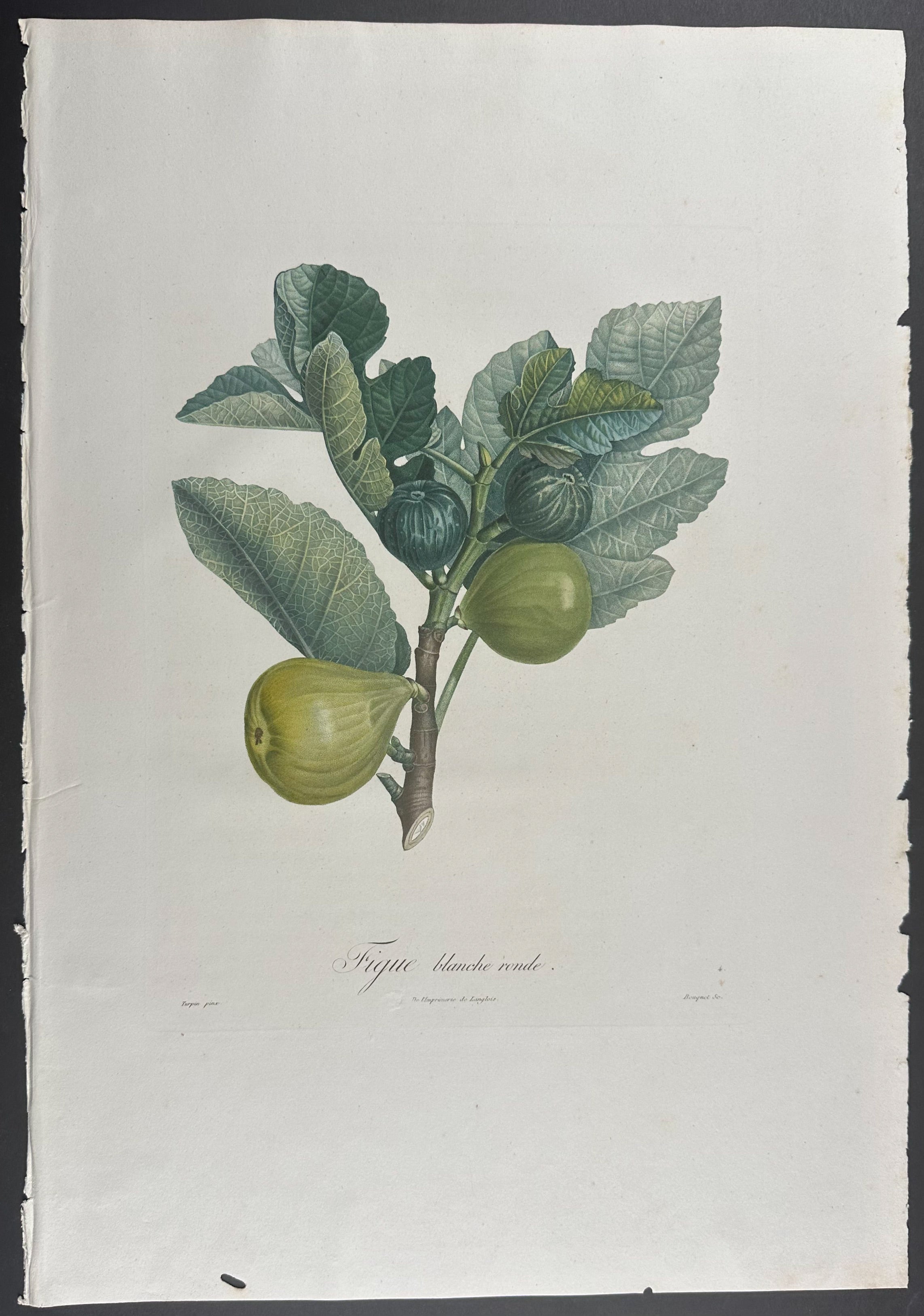 Fig