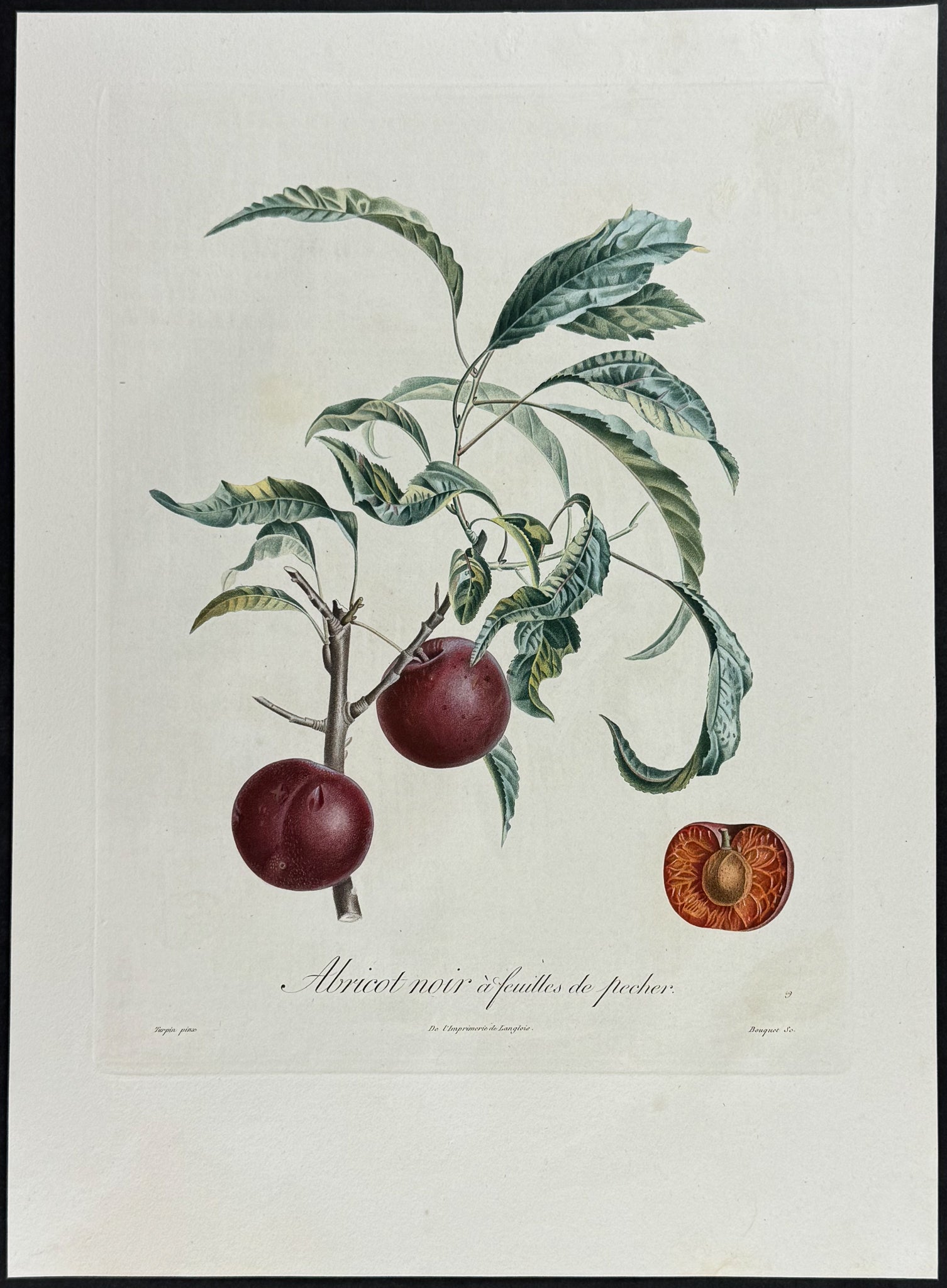 Apricot