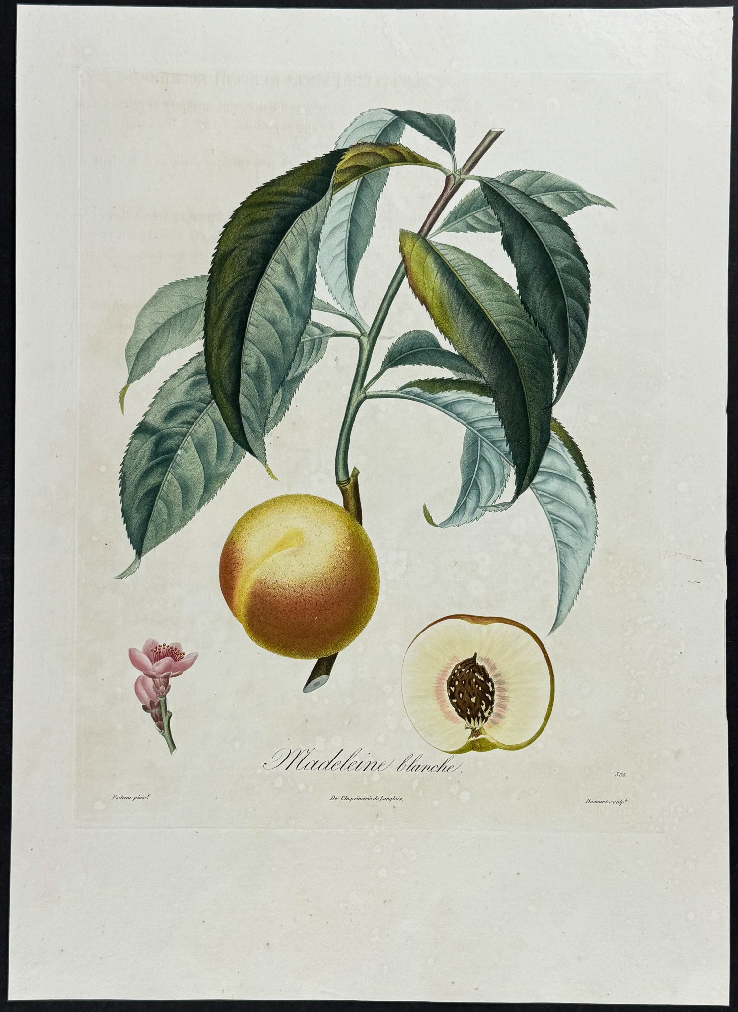 Peach