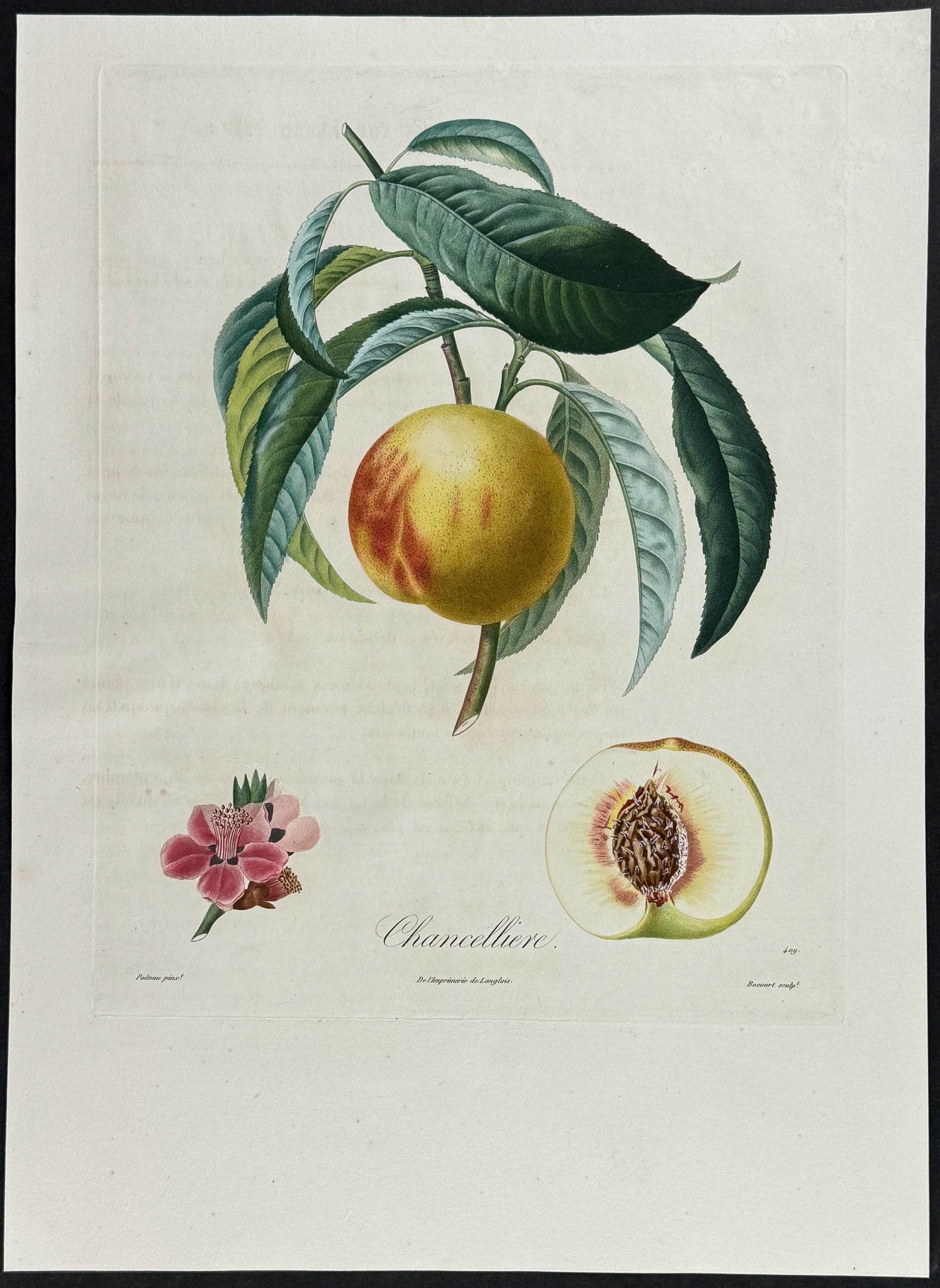 Peach