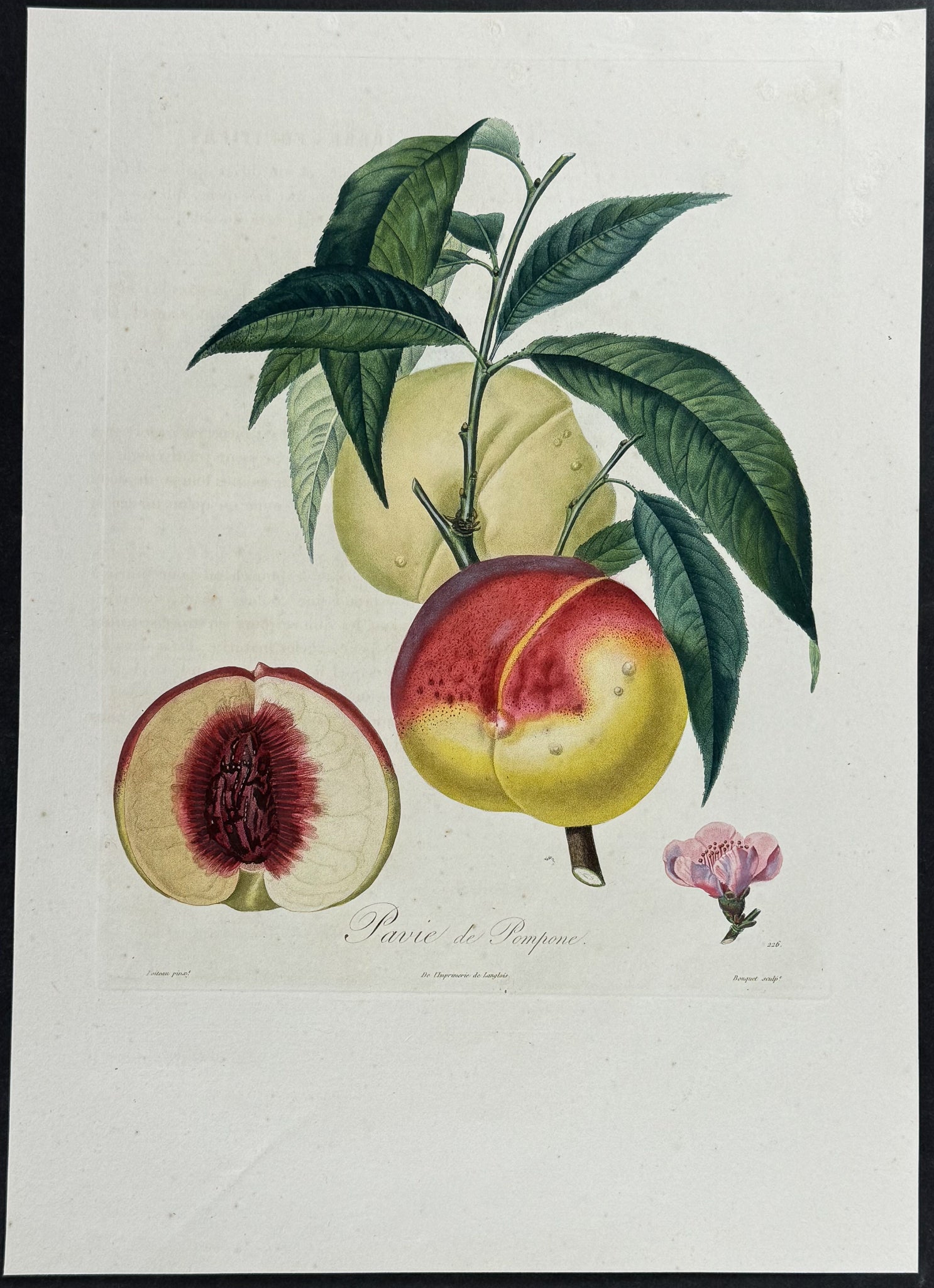 Peach