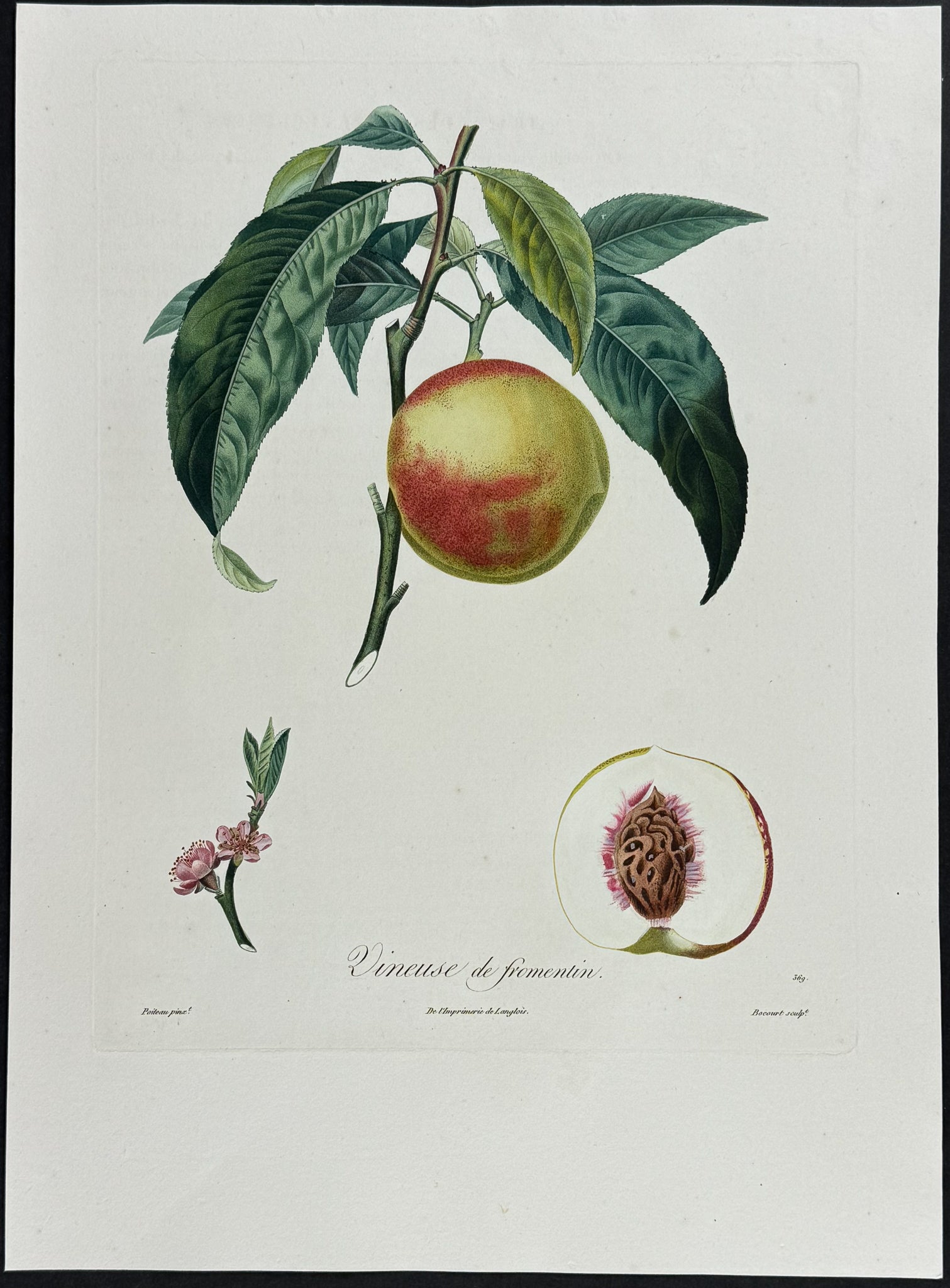 Peach