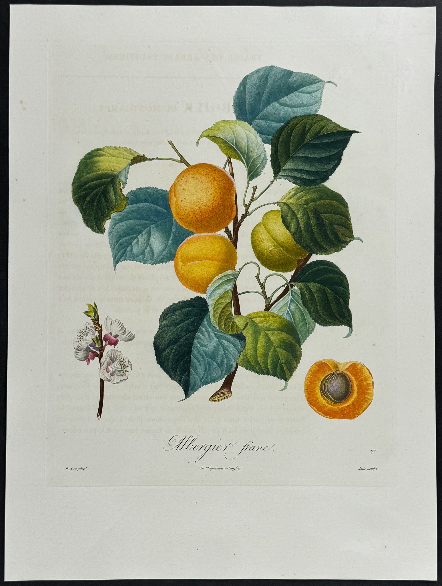 Apricot