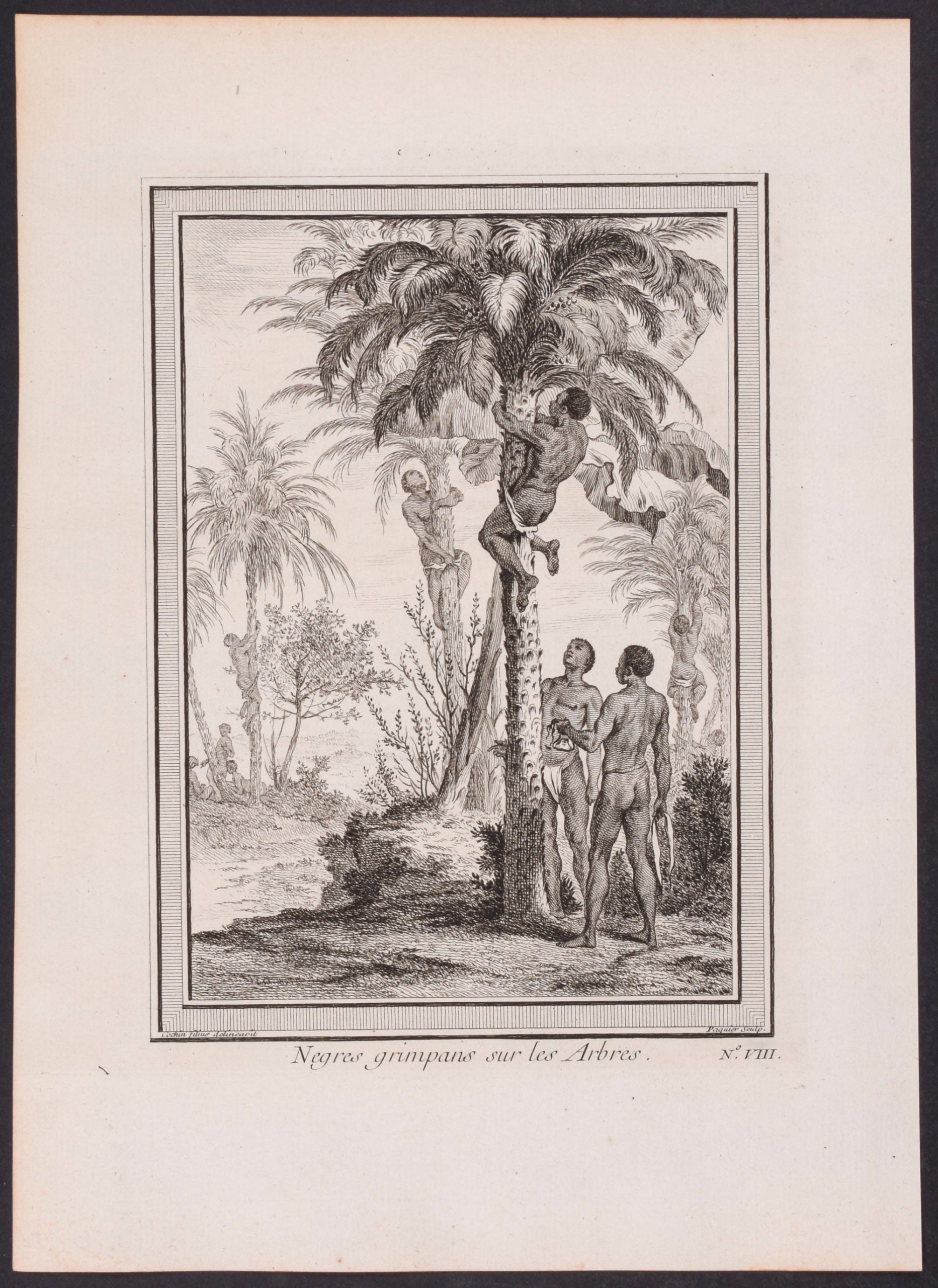 Africans climbing Palm Tree