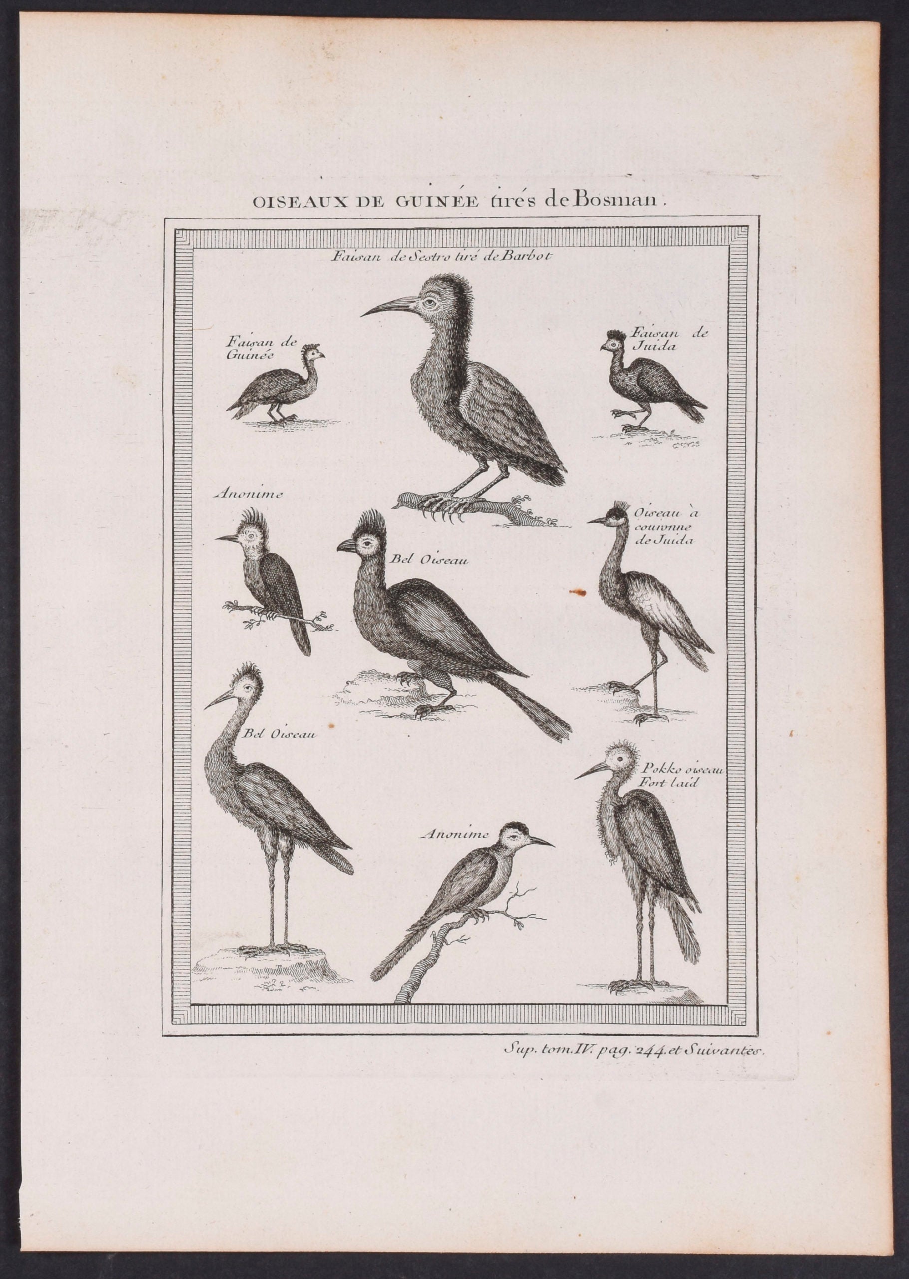 Birds of Guinea