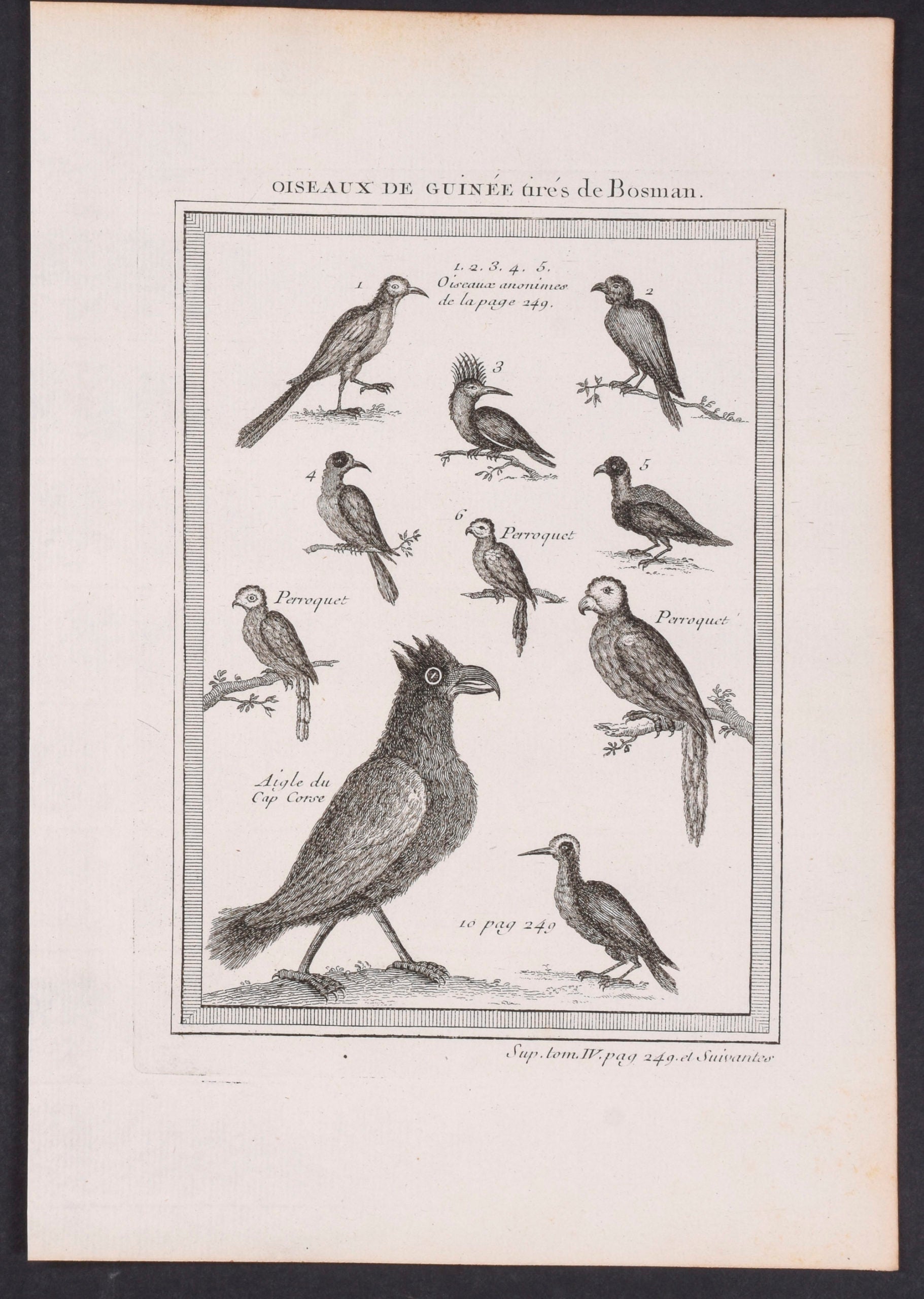 Birds of Guinea