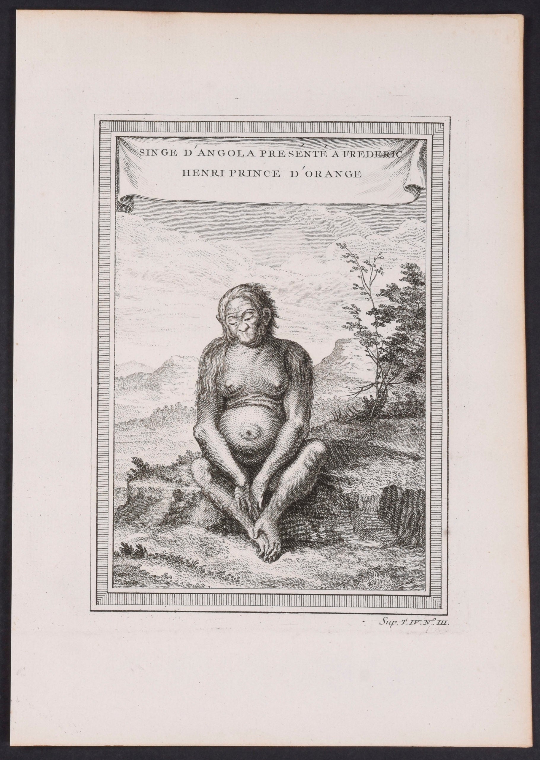 Monkey from Angola presents to Frederic Henry Prince of Orange
