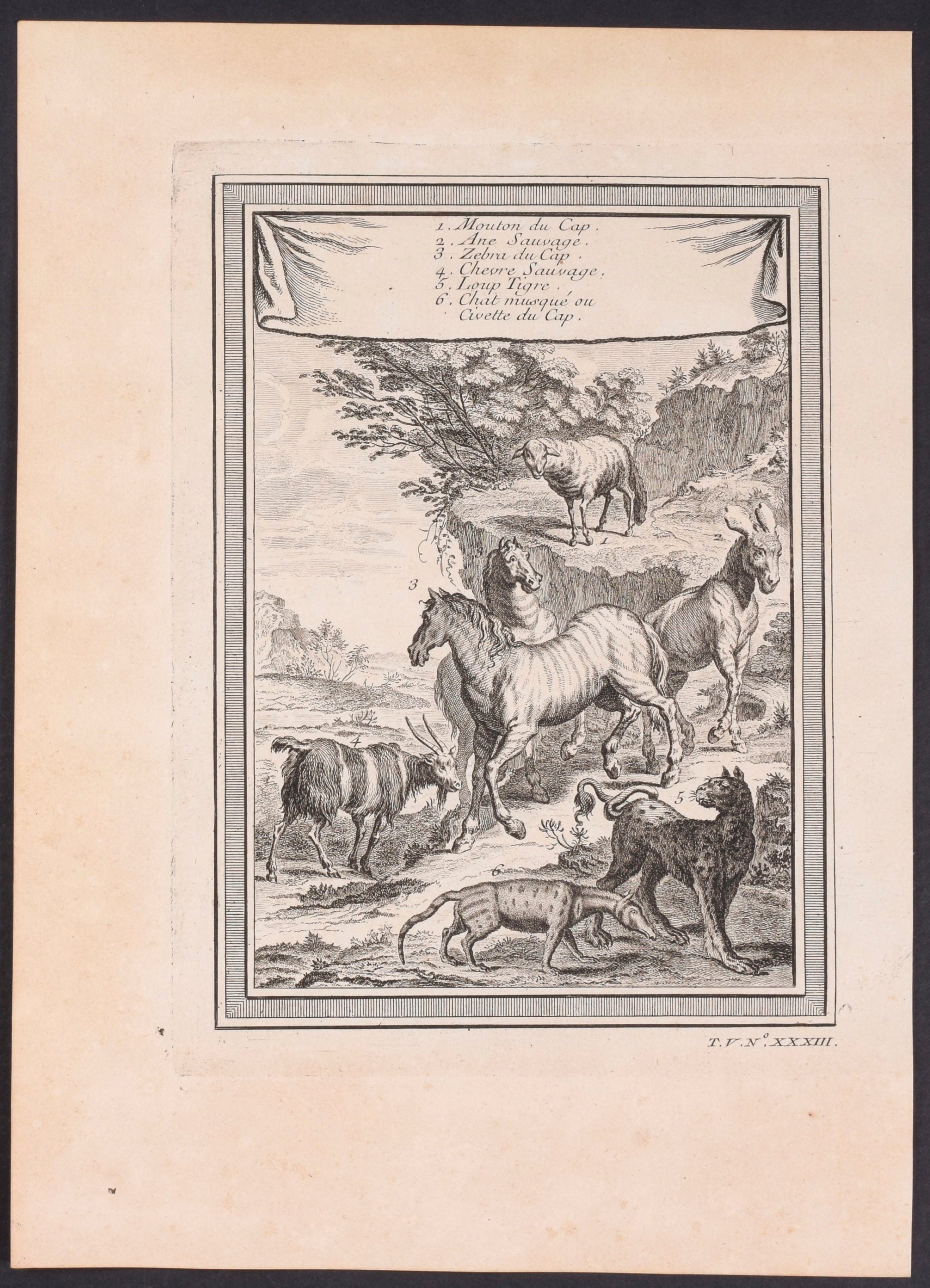 Sheep, Donkey, Zebra, Goat, Wolf and Musk Cat or Cape Civet