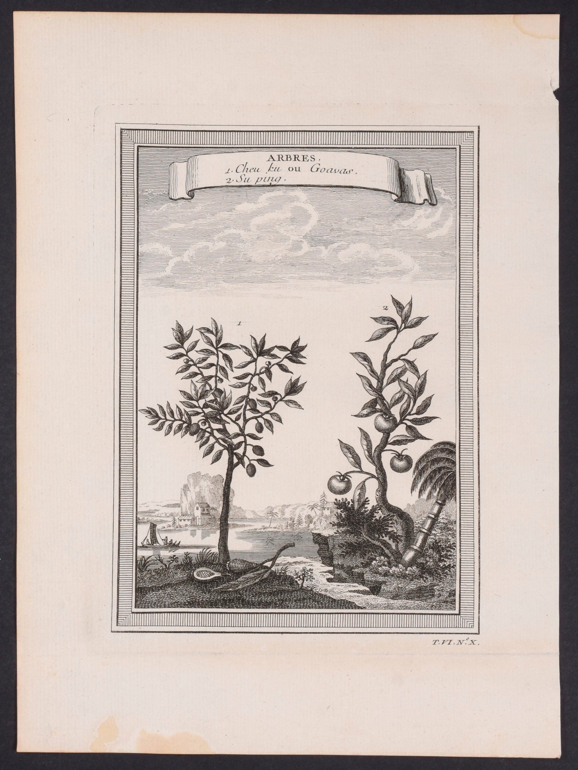 Trees: cheu ku or goavas and su ping