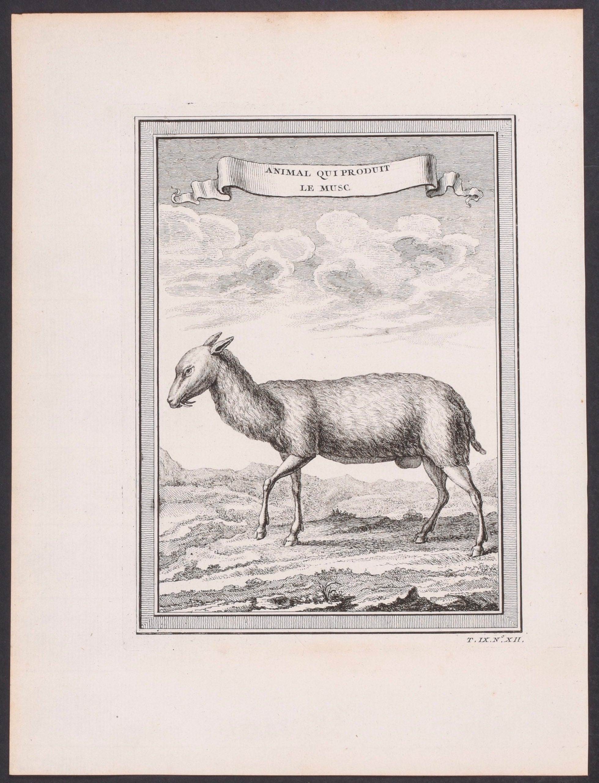 Animal that produces Musk