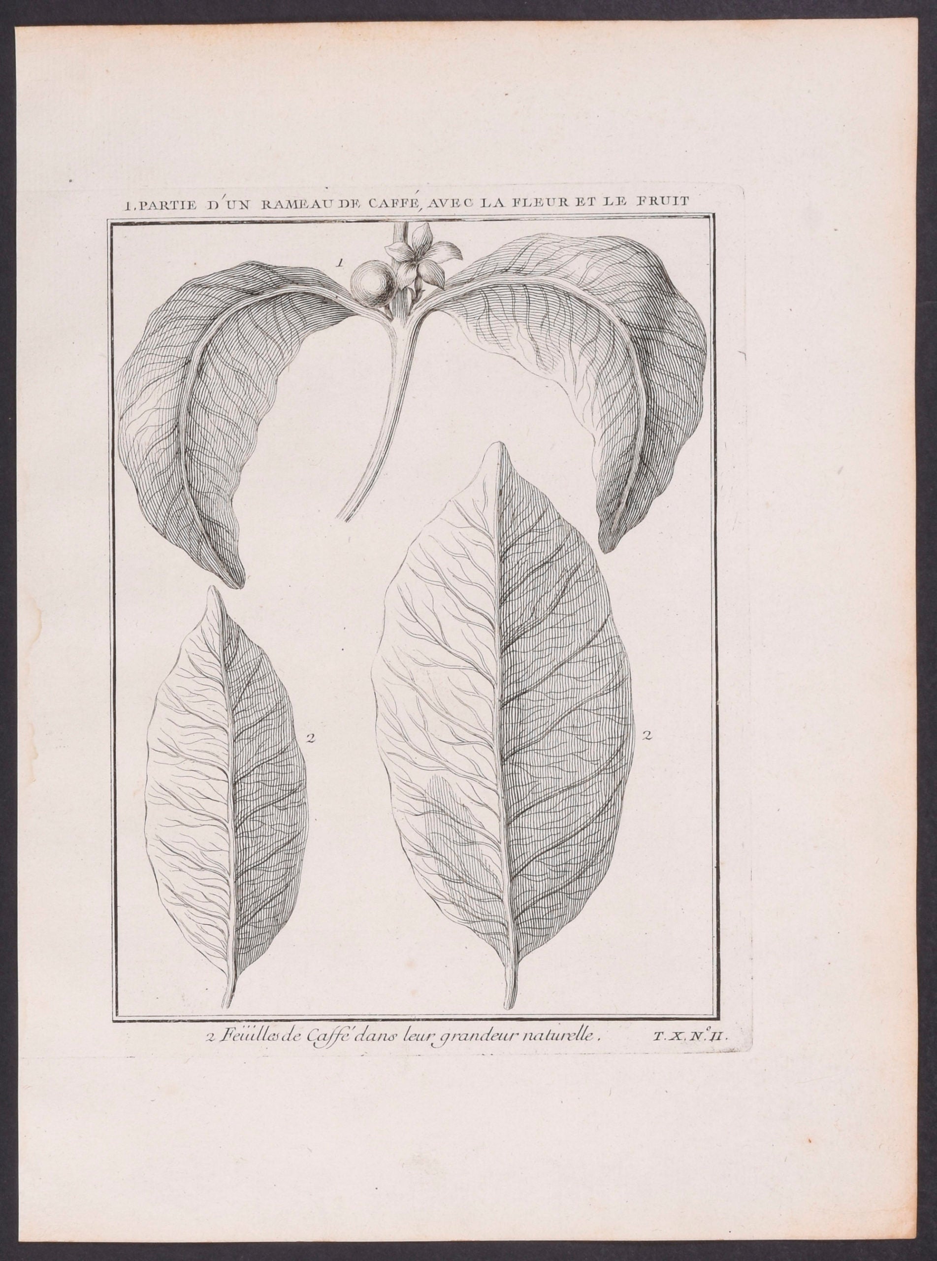 Part of a Twig of Coffee, with the Flower and the Fruit