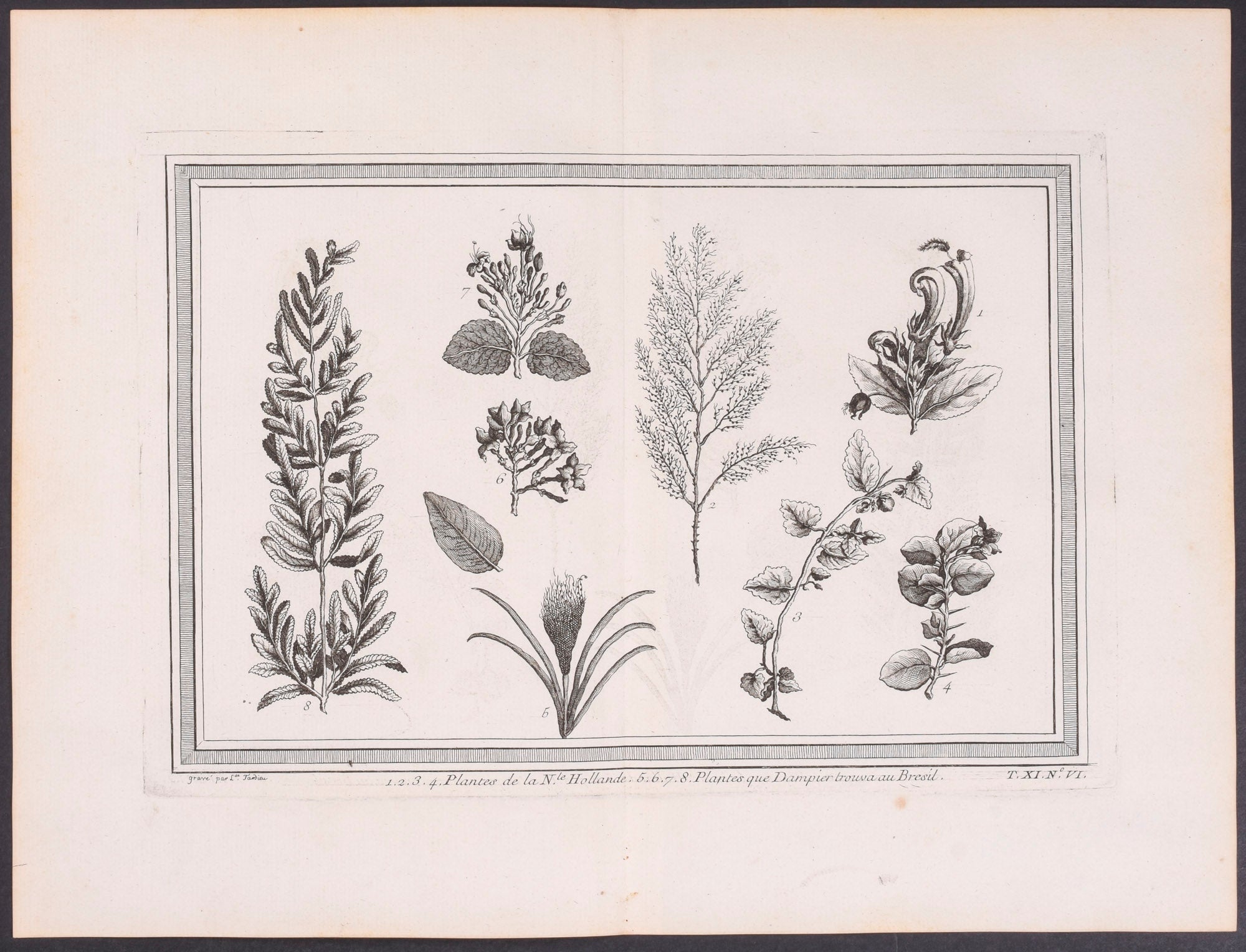 Brazil Plants