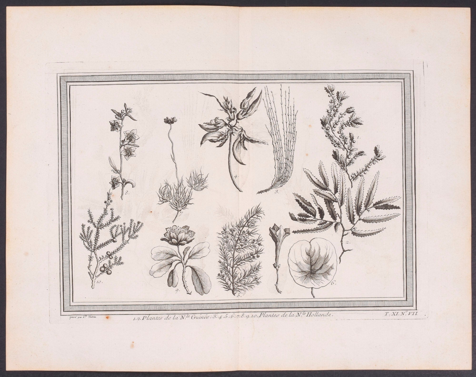 Holland Plants