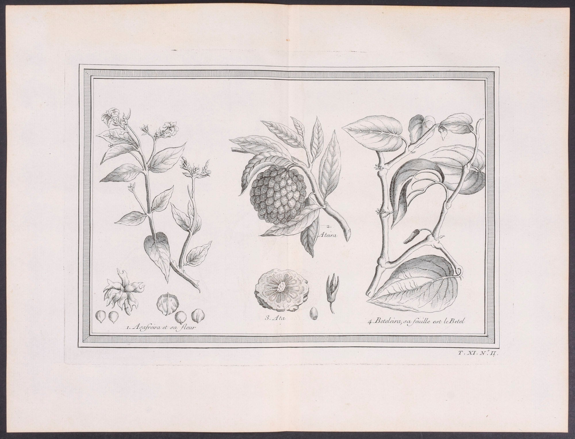 Betel Plants