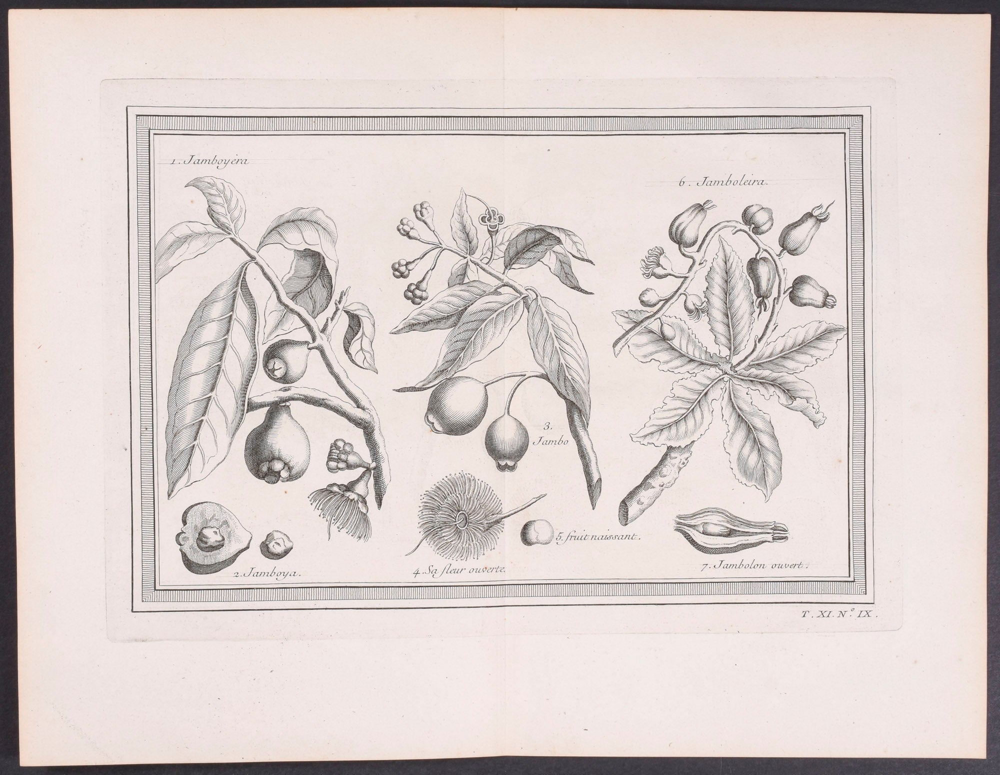 Jamboleira Plants